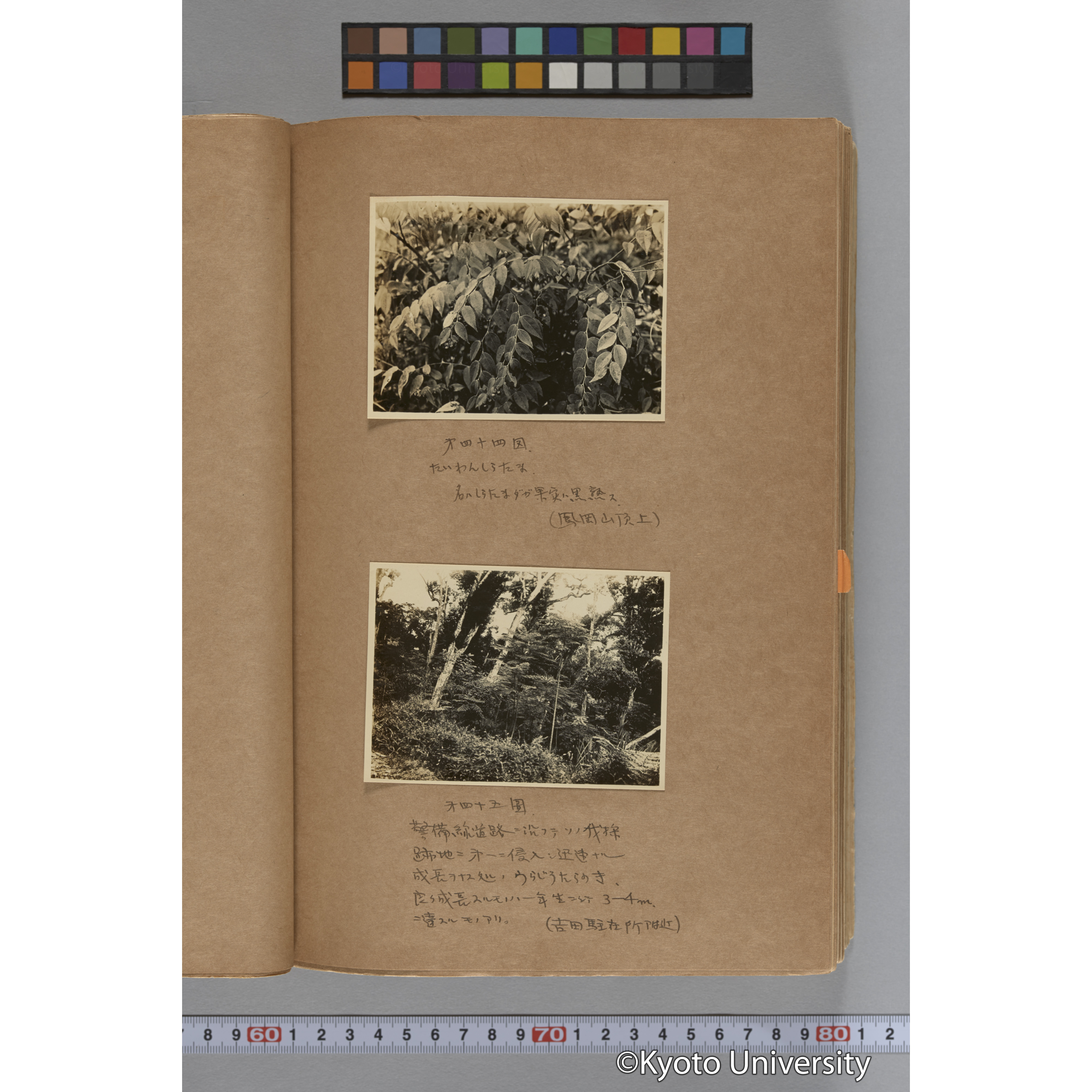 台湾演習林植物調査報告. 第一予報. 1931 植物調査班 (113)