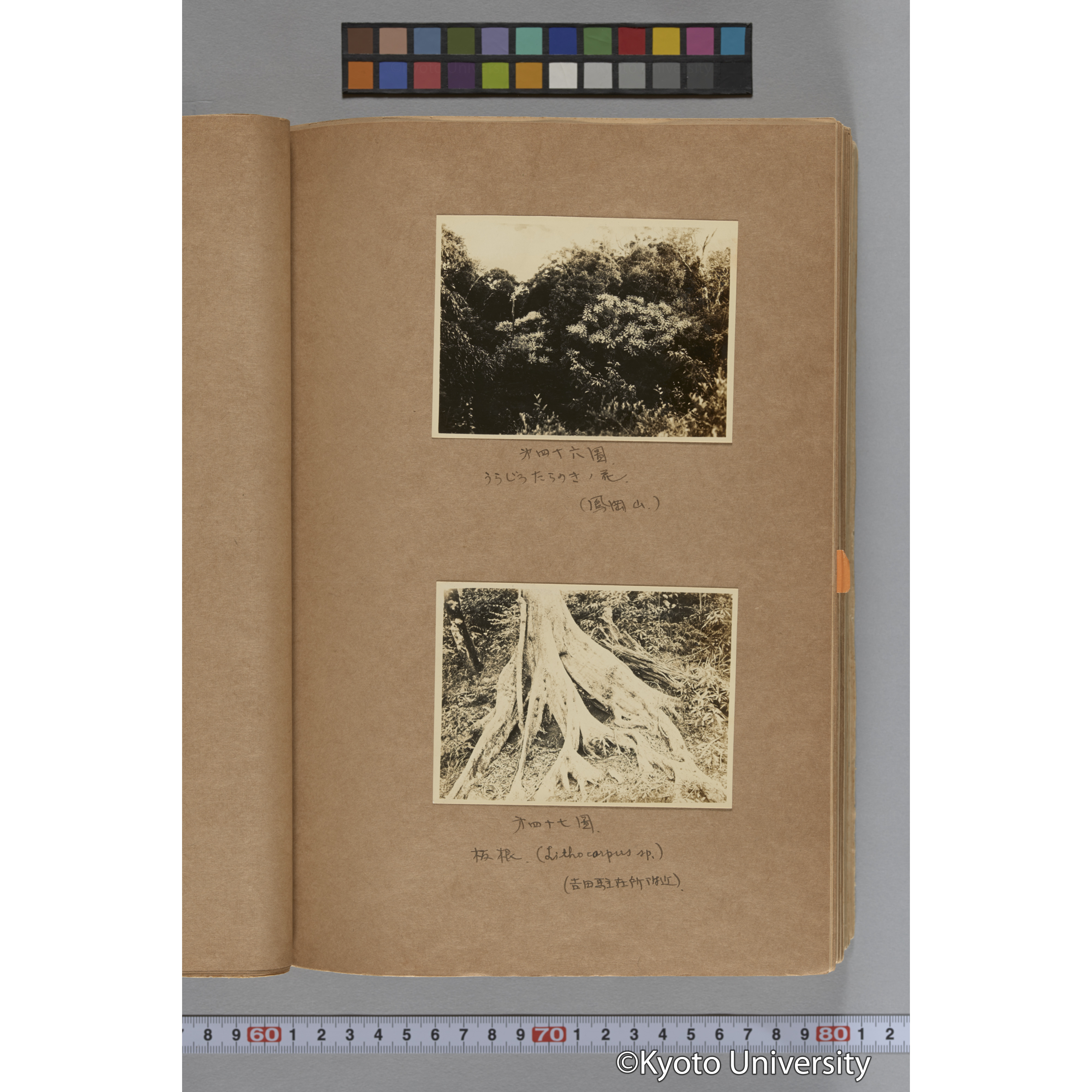 台湾演習林植物調査報告. 第一予報. 1931 植物調査班 (114)