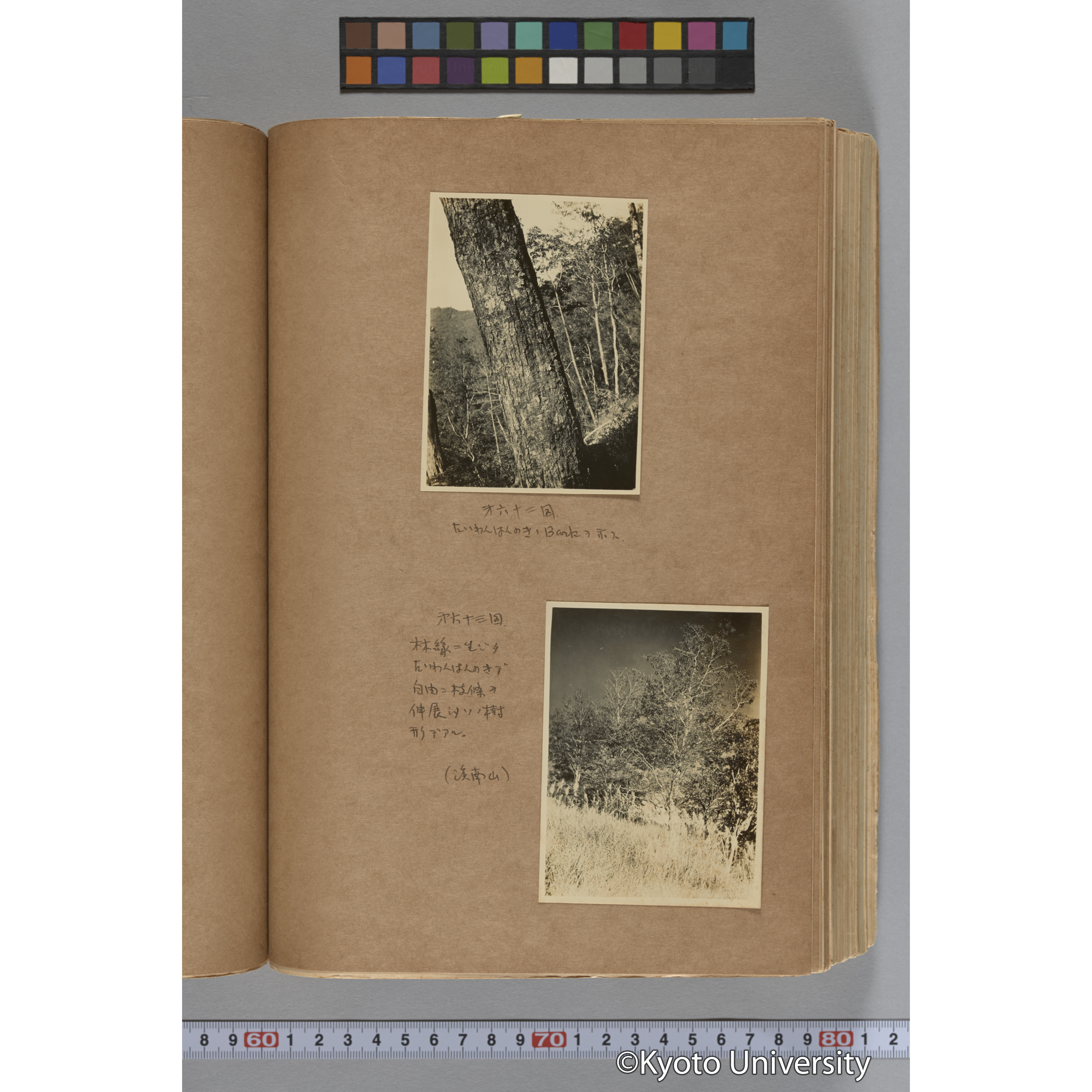 台湾演習林植物調査報告. 第一予報. 1931 植物調査班 (123)