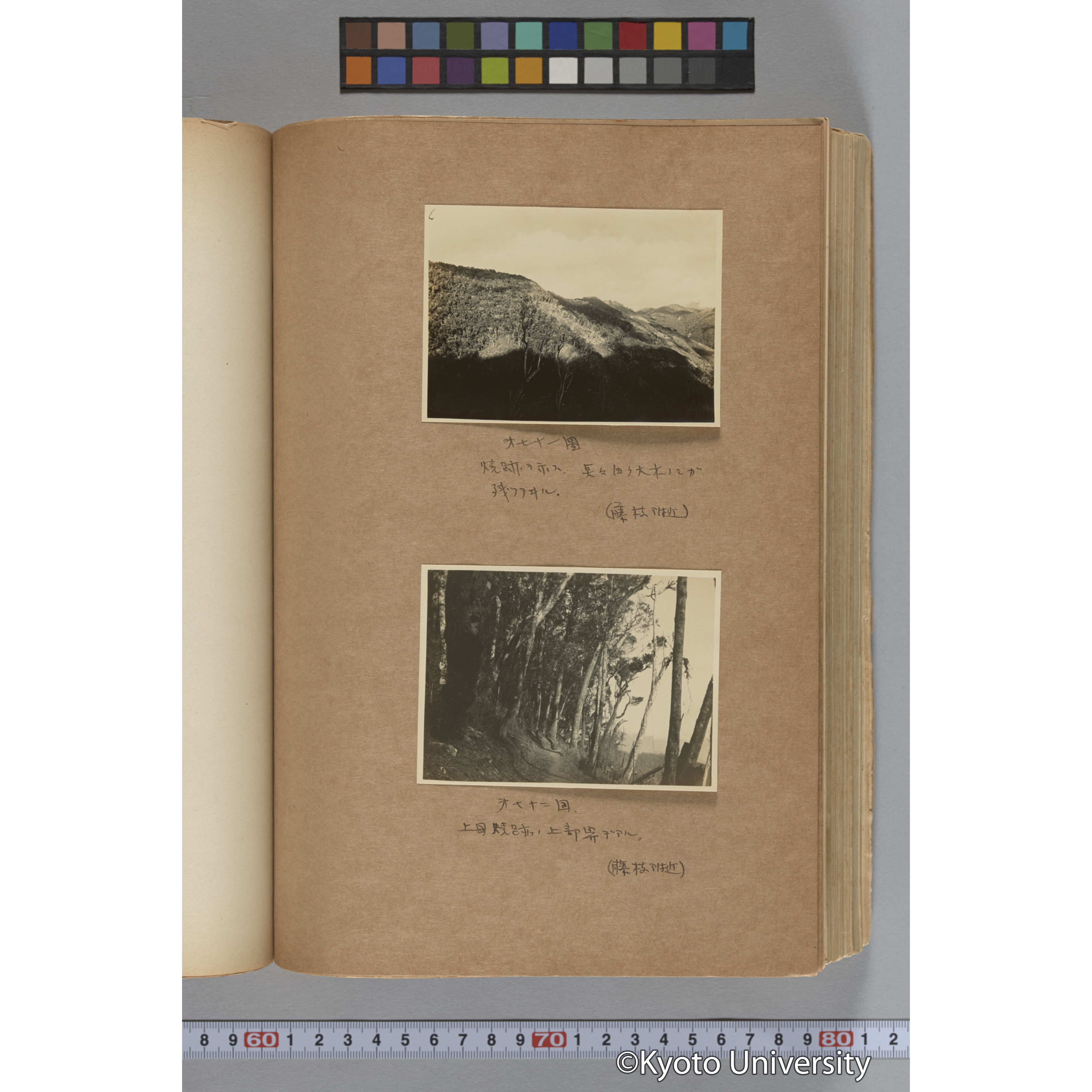 台湾演習林植物調査報告. 第一予報. 1931 植物調査班 (136)