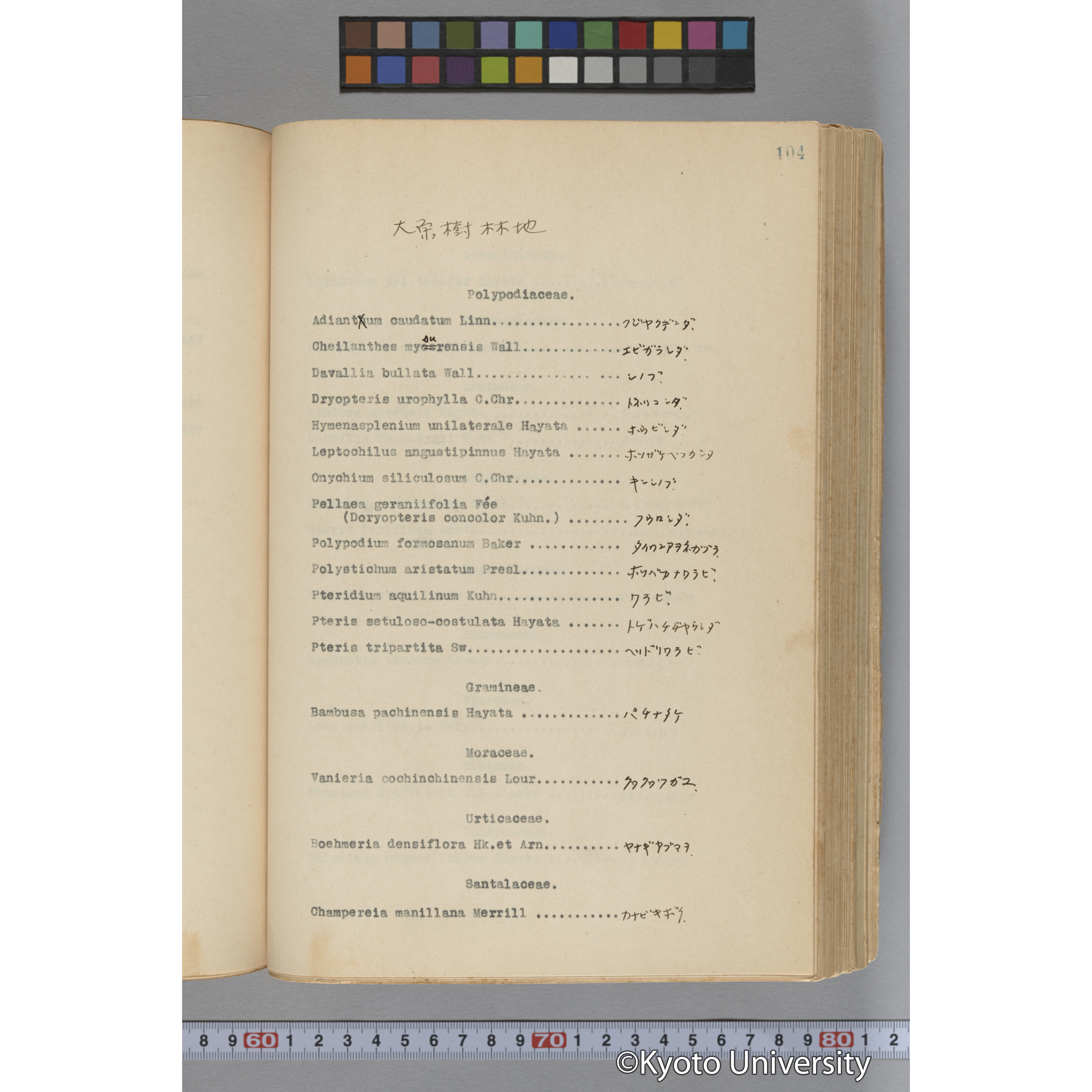 台湾演習林植物調査報告. 第一予報. 1931 植物調査班 (155)