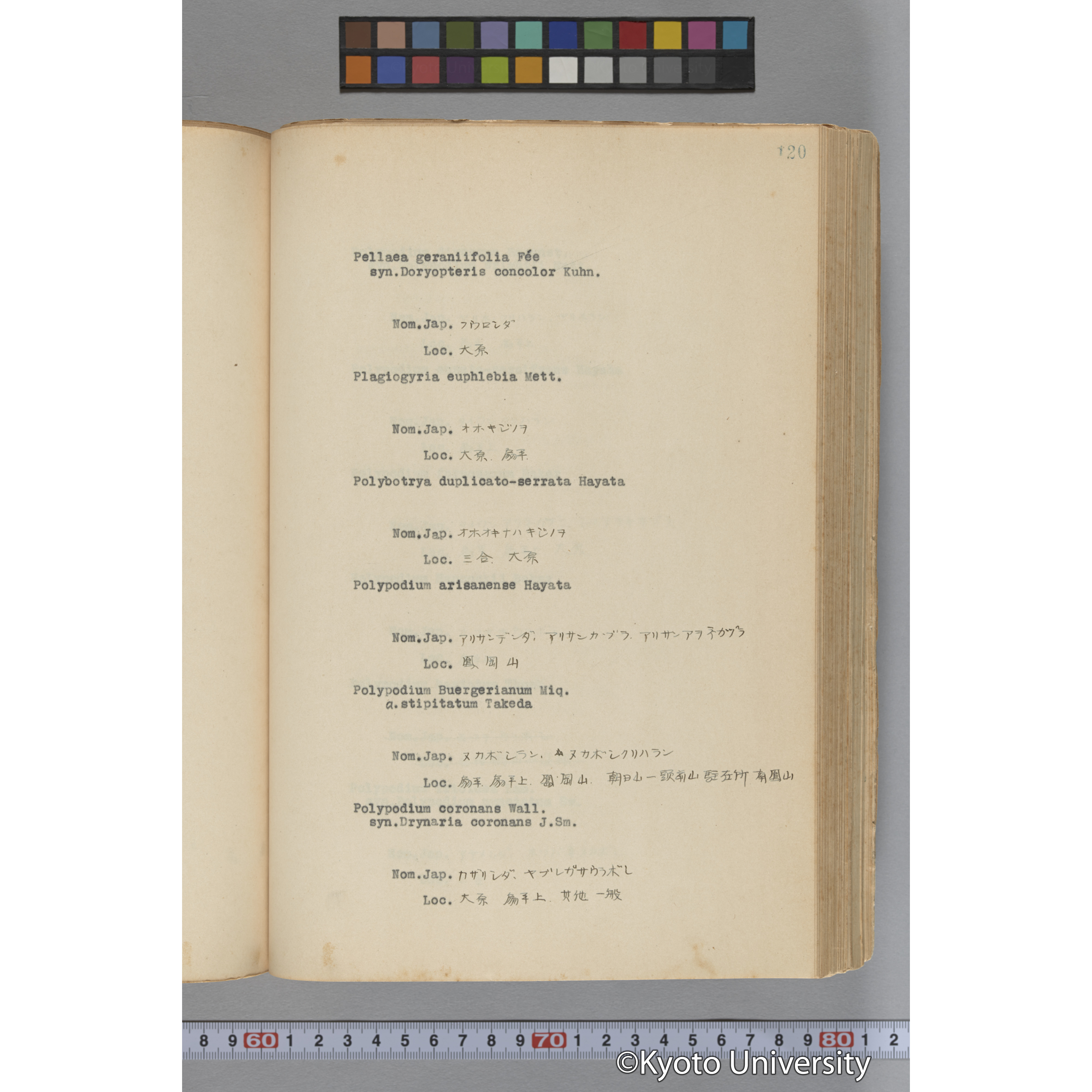 台湾演習林植物調査報告. 第一予報. 1931 植物調査班 (167)