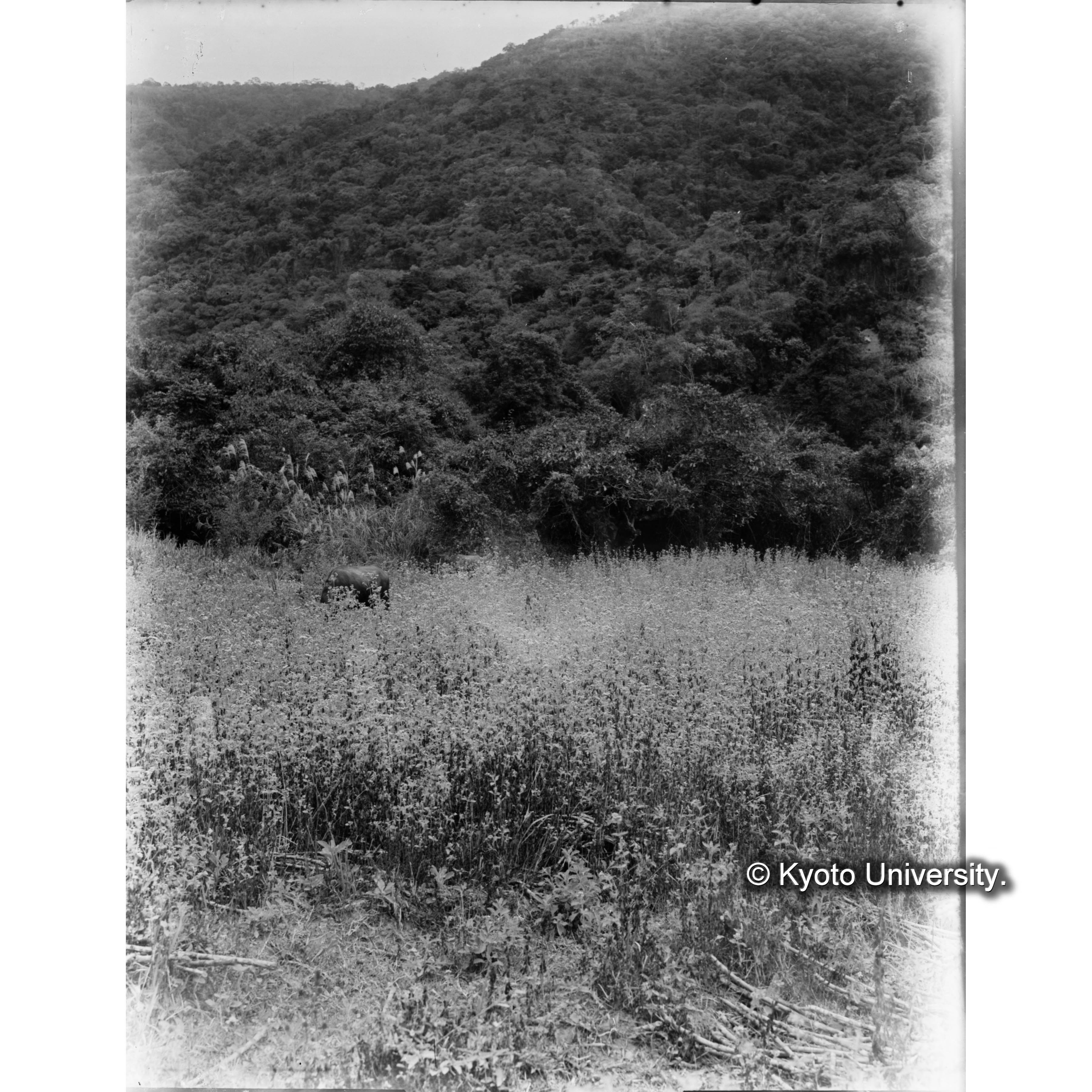 六亀里におけるムラサキカツコウアザミの群生 (1)