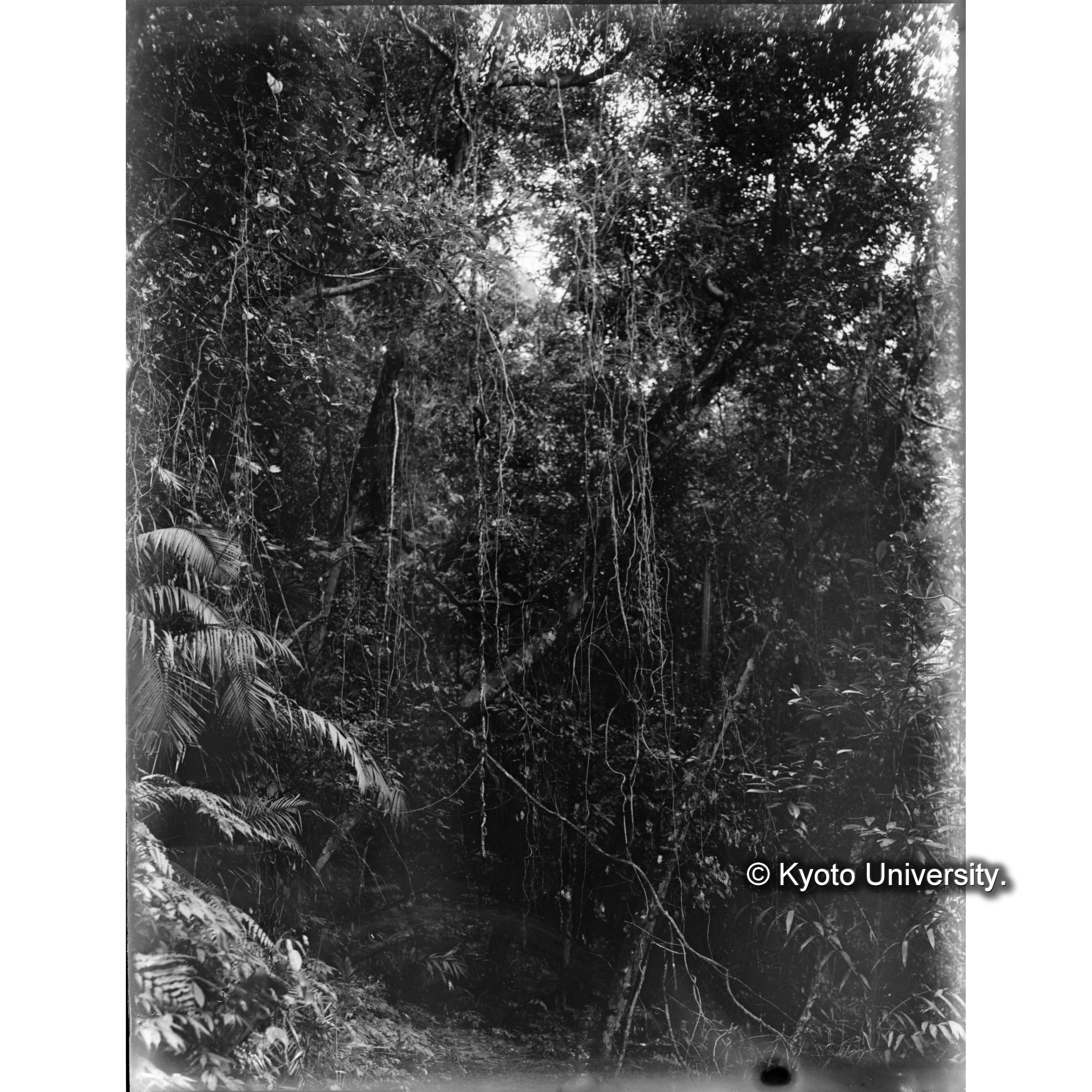 扇平　水藤（スヰトウ） (1)