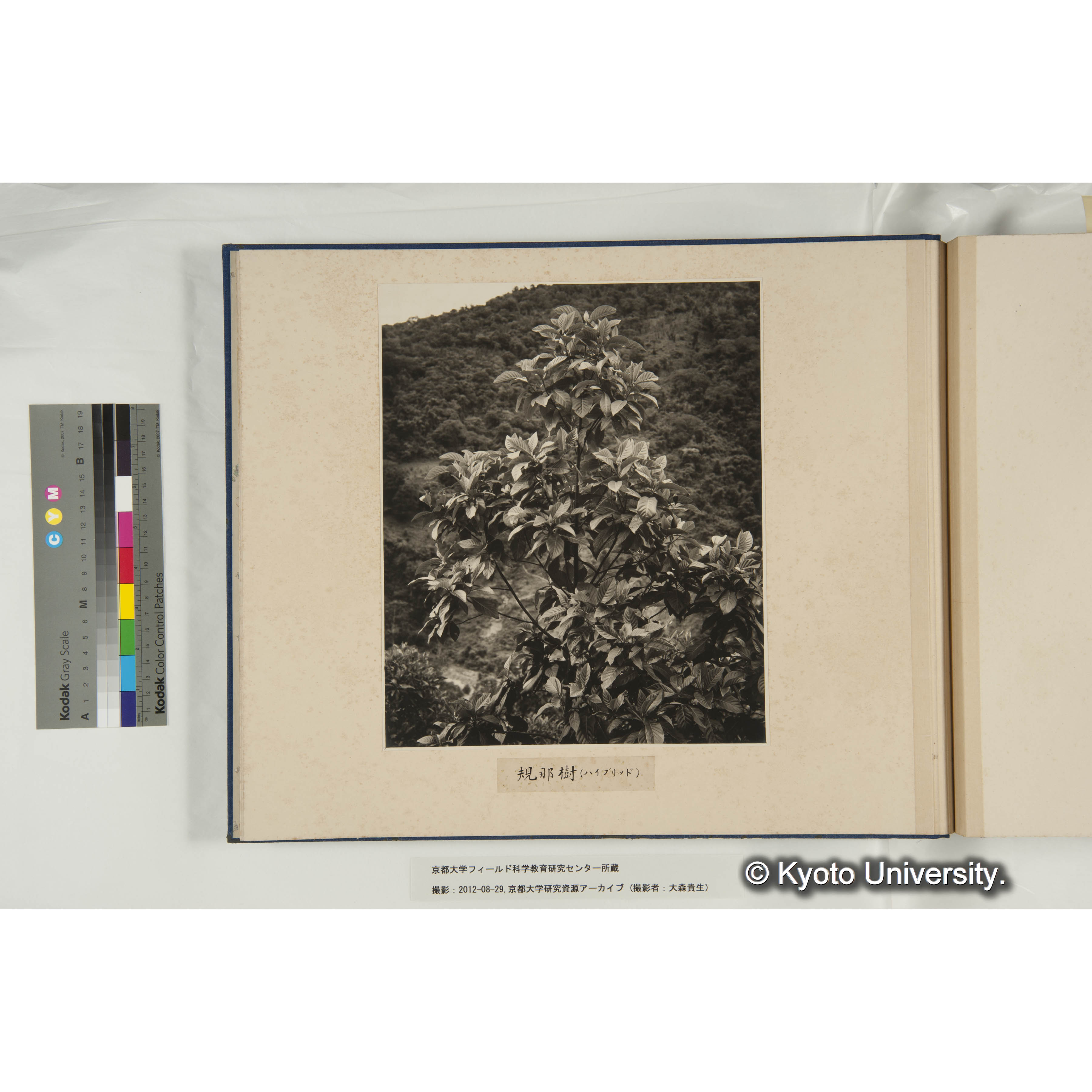 規那樹（ハイブリッド） (1)