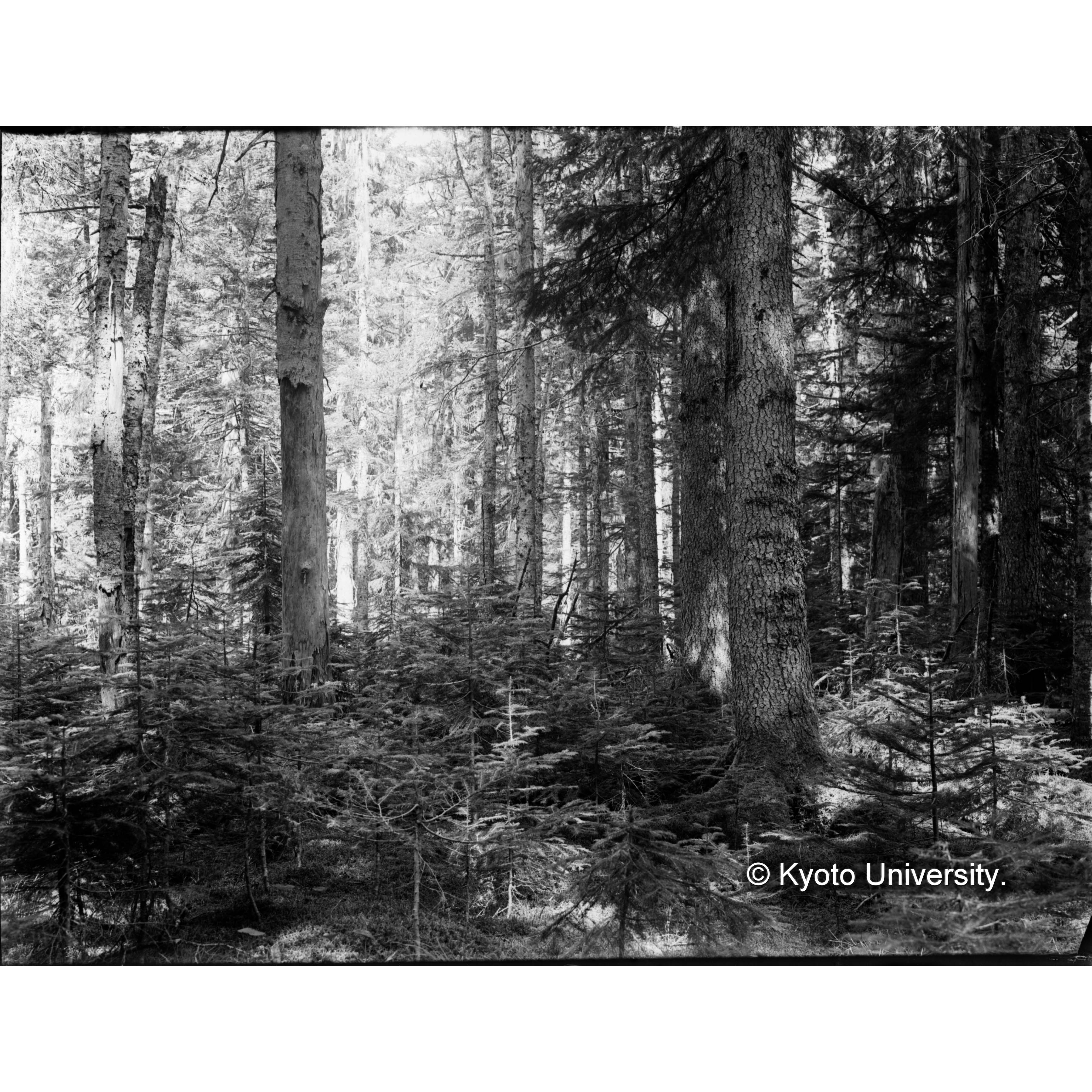 カミクラ上流のトドマツ林 (1)