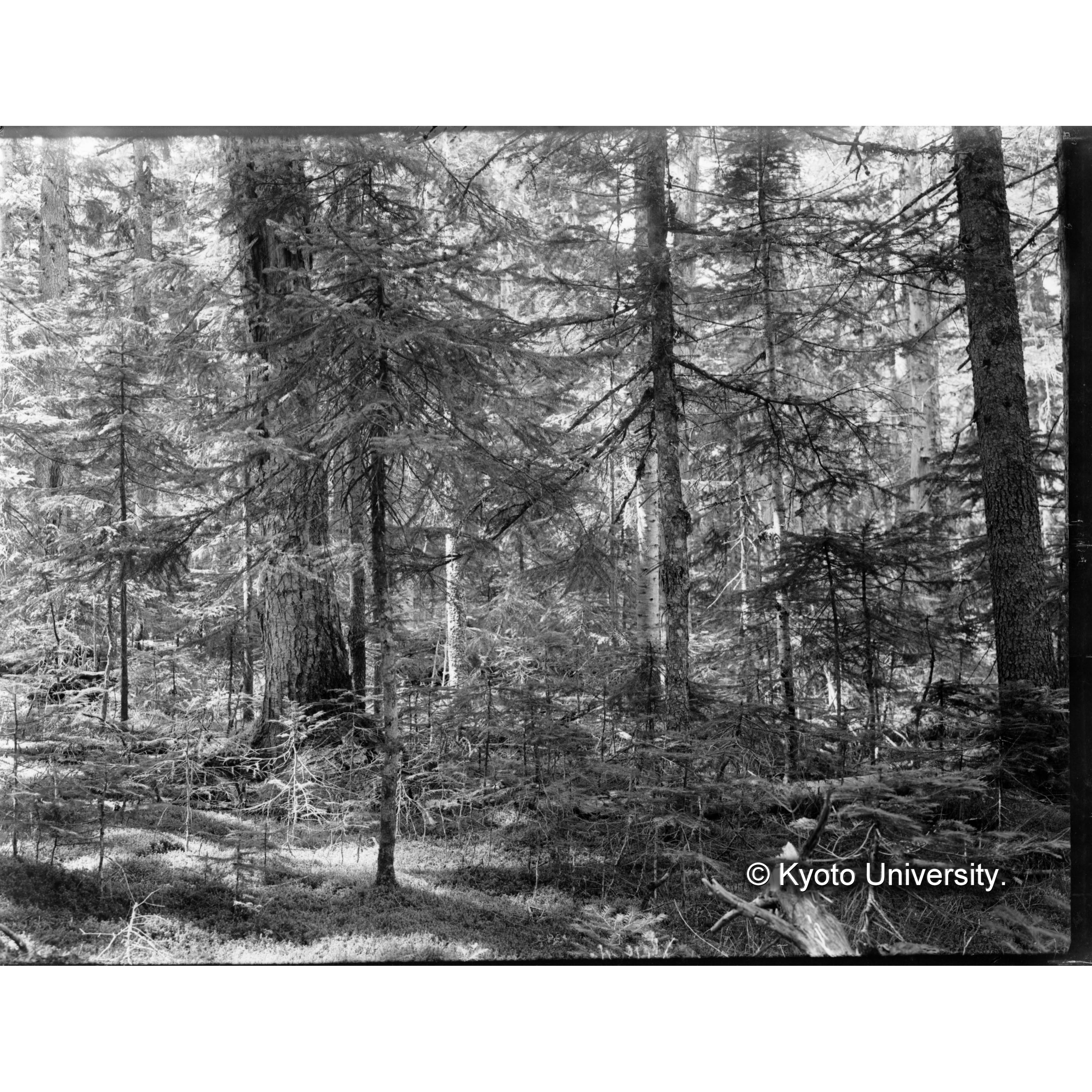 カミクラ上流のエゾマツ林 (1)