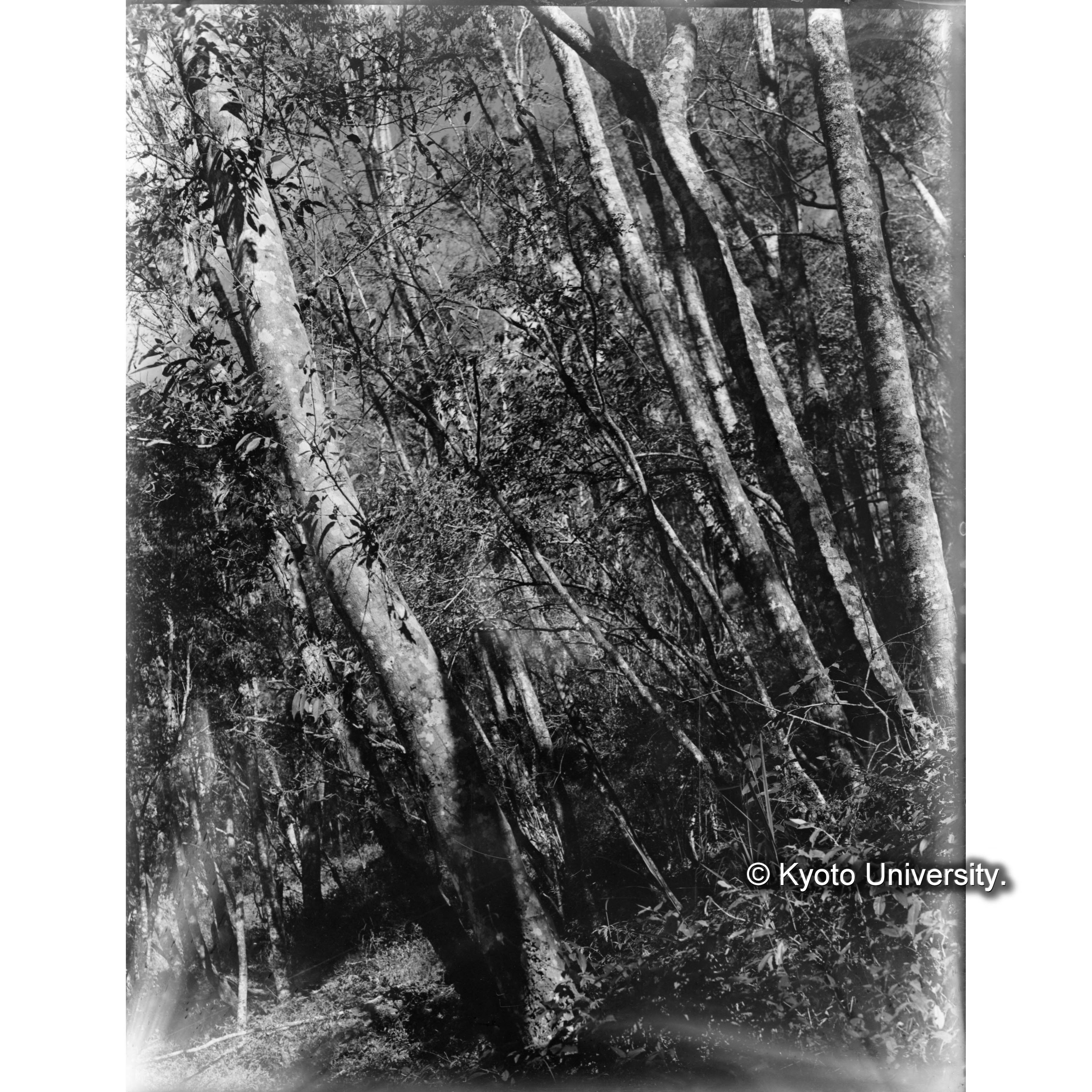 渓南山付近のハンノキ純林 (1)