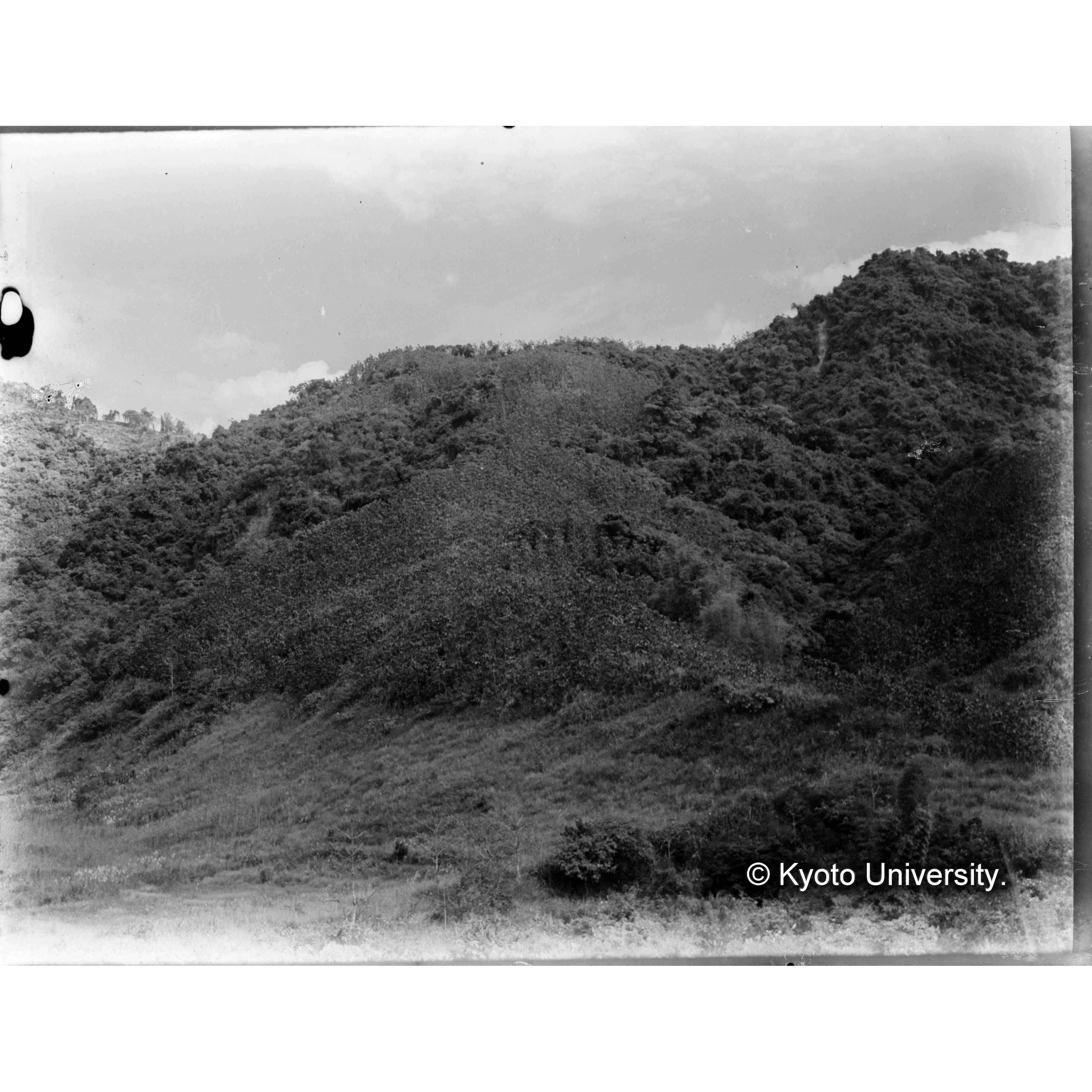 旗山におけるチーク造林大観 (1)