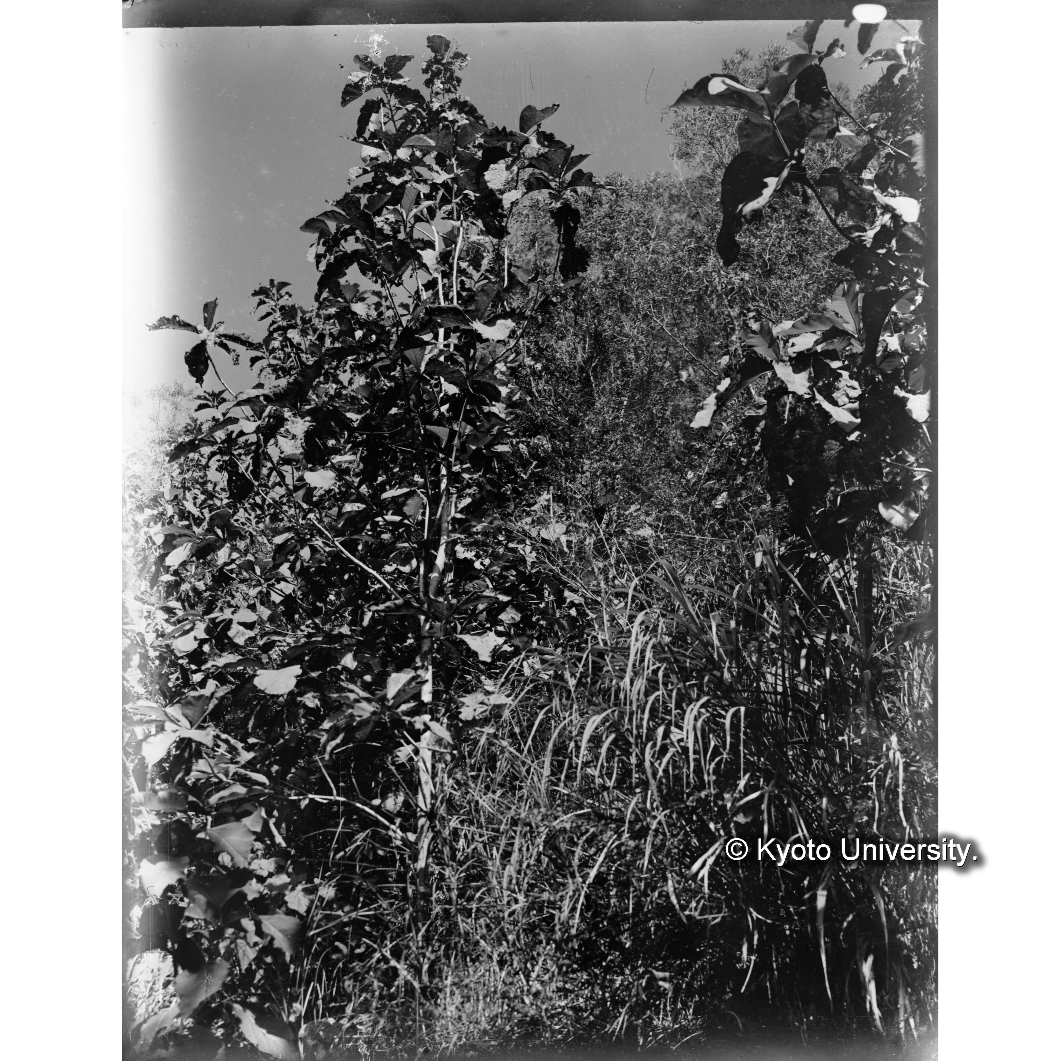 旗山における想思樹とチークの混合林 (1)