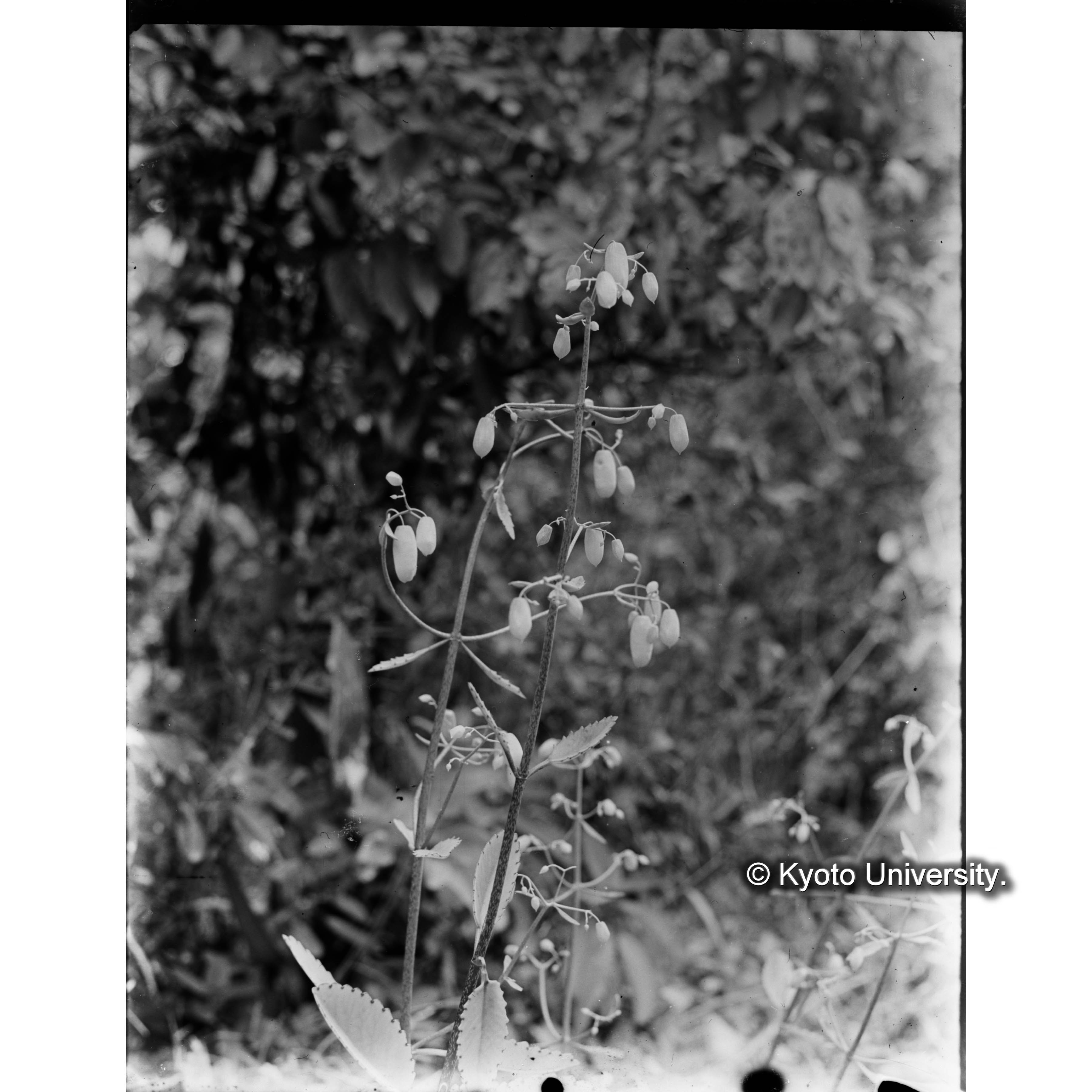 六亀里におけるセイロン花 (1)