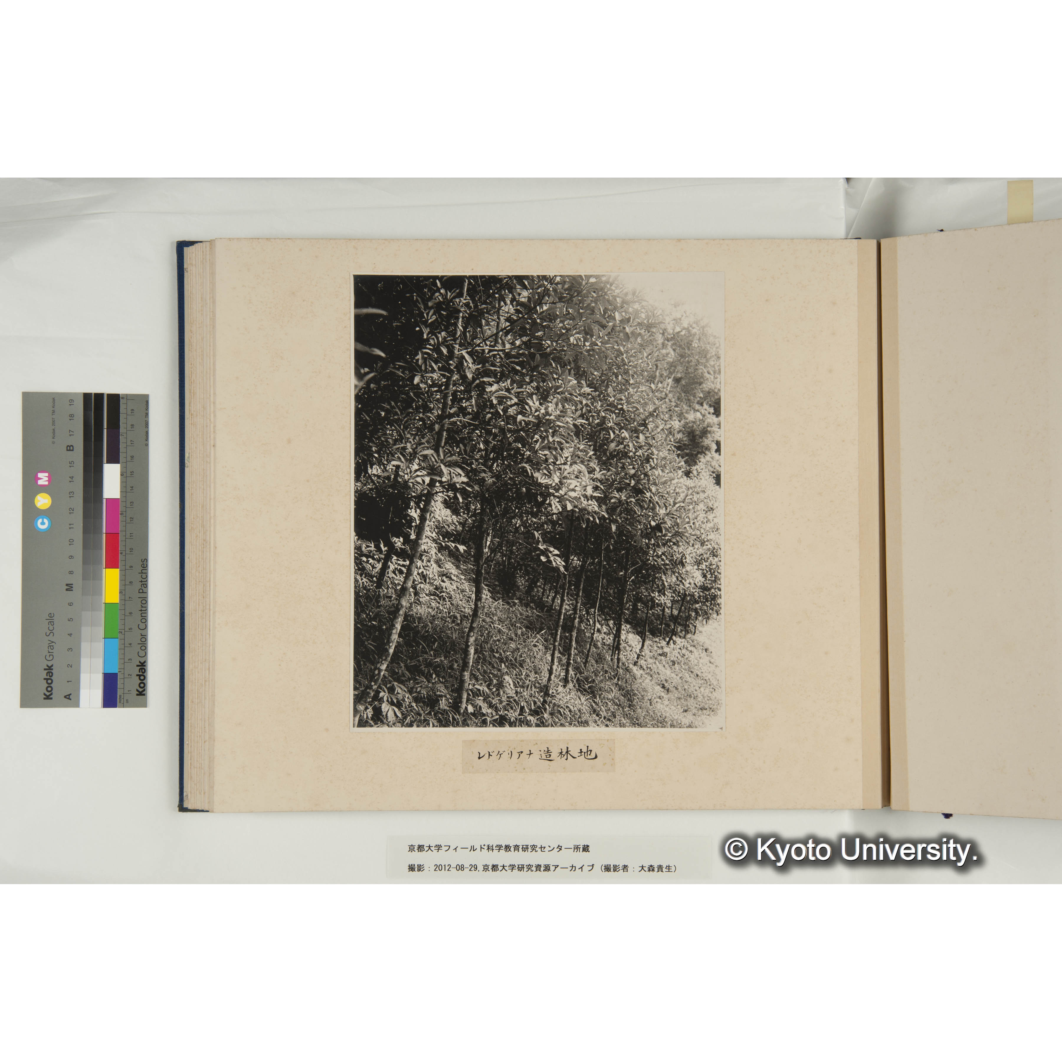 レドゲリアナ造林地 (1)