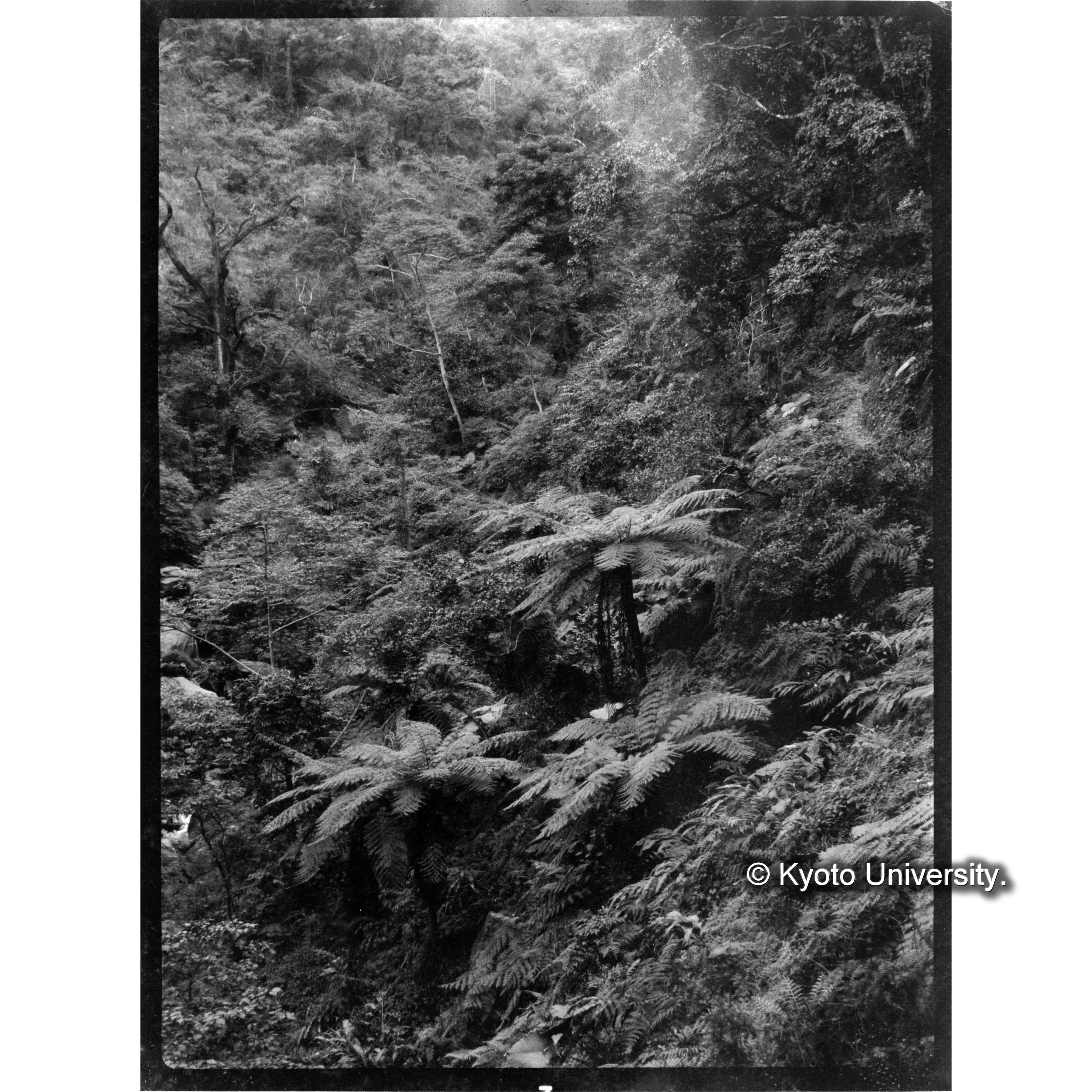 三合渓におけるオニヘゴ (1)