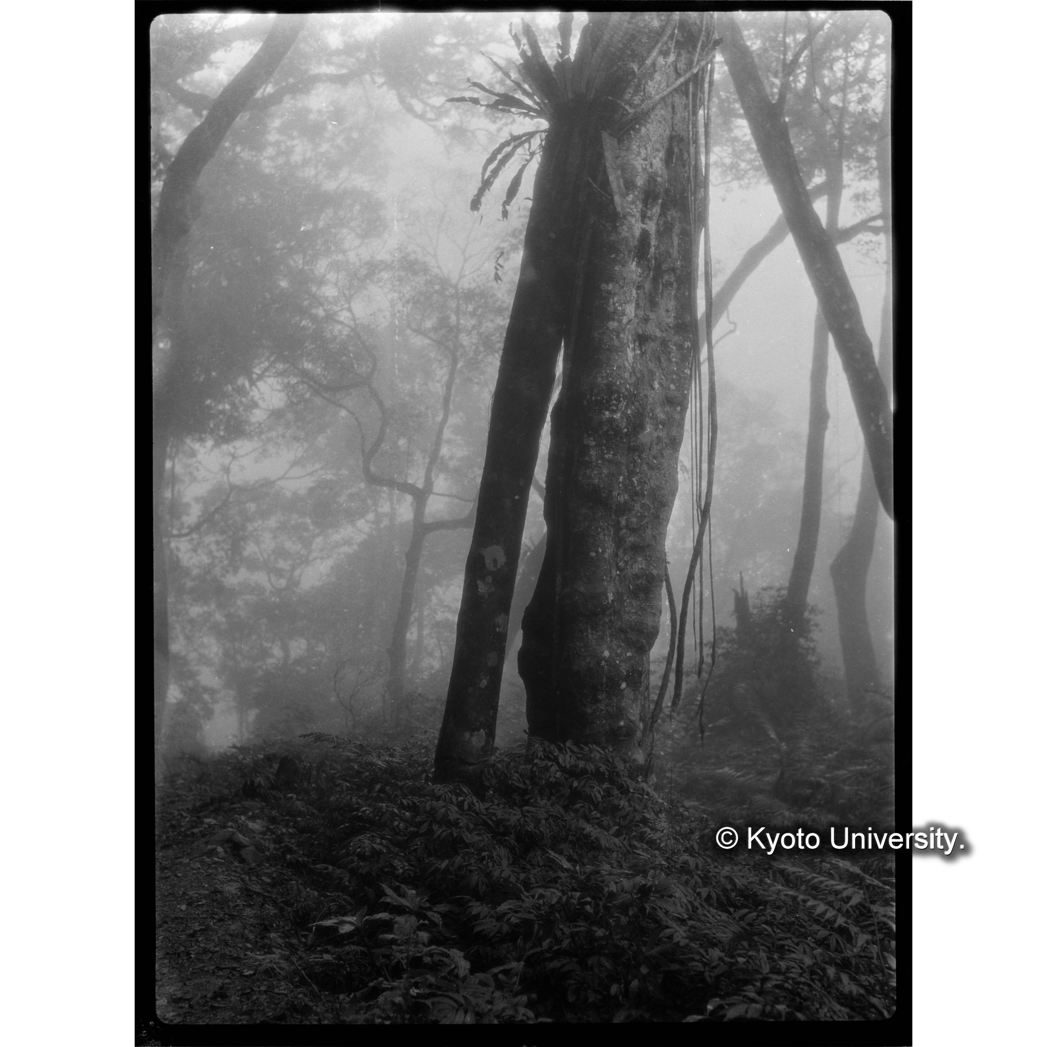 扇平の植生B (1)