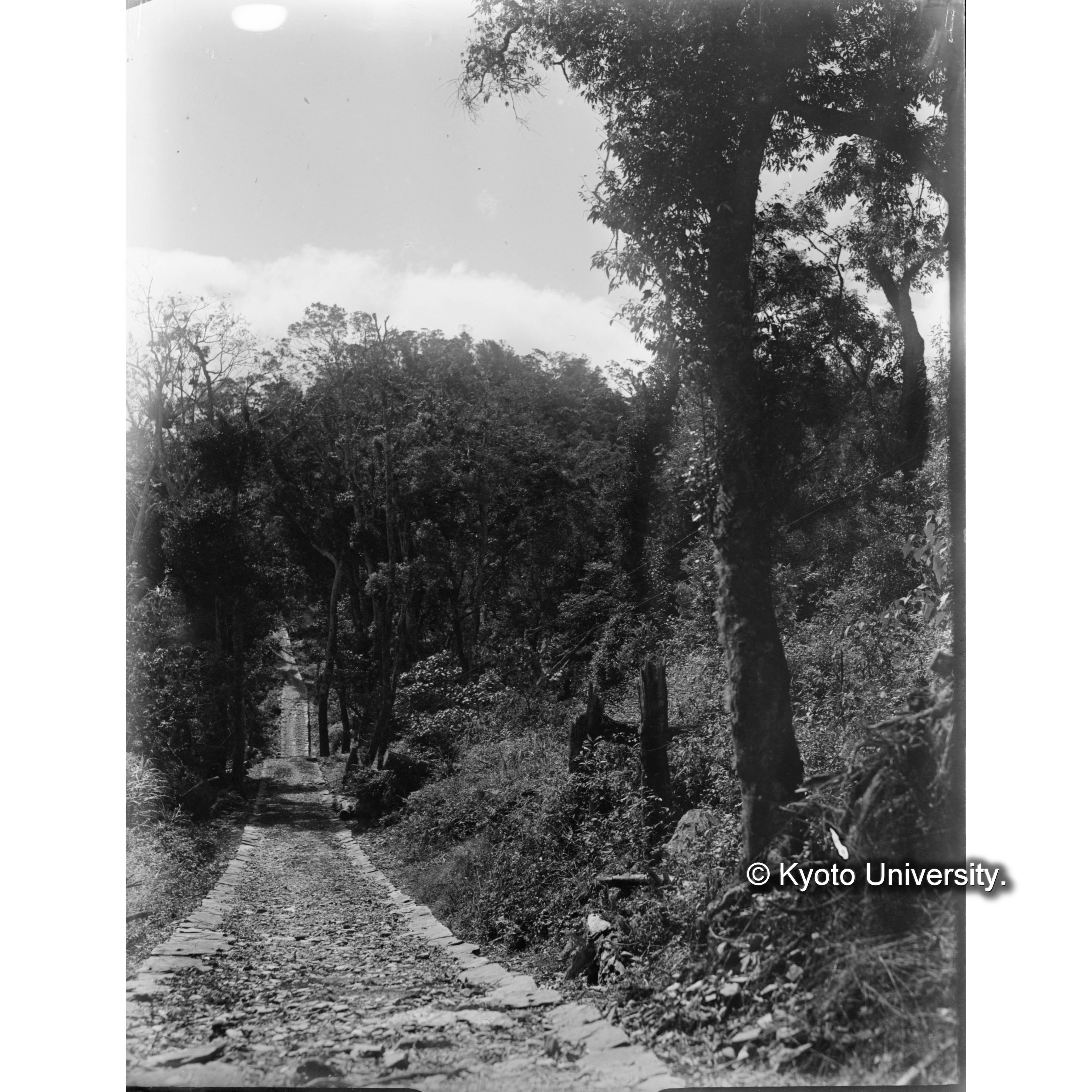 池鯉鮒駐在所　森林景観 (1)