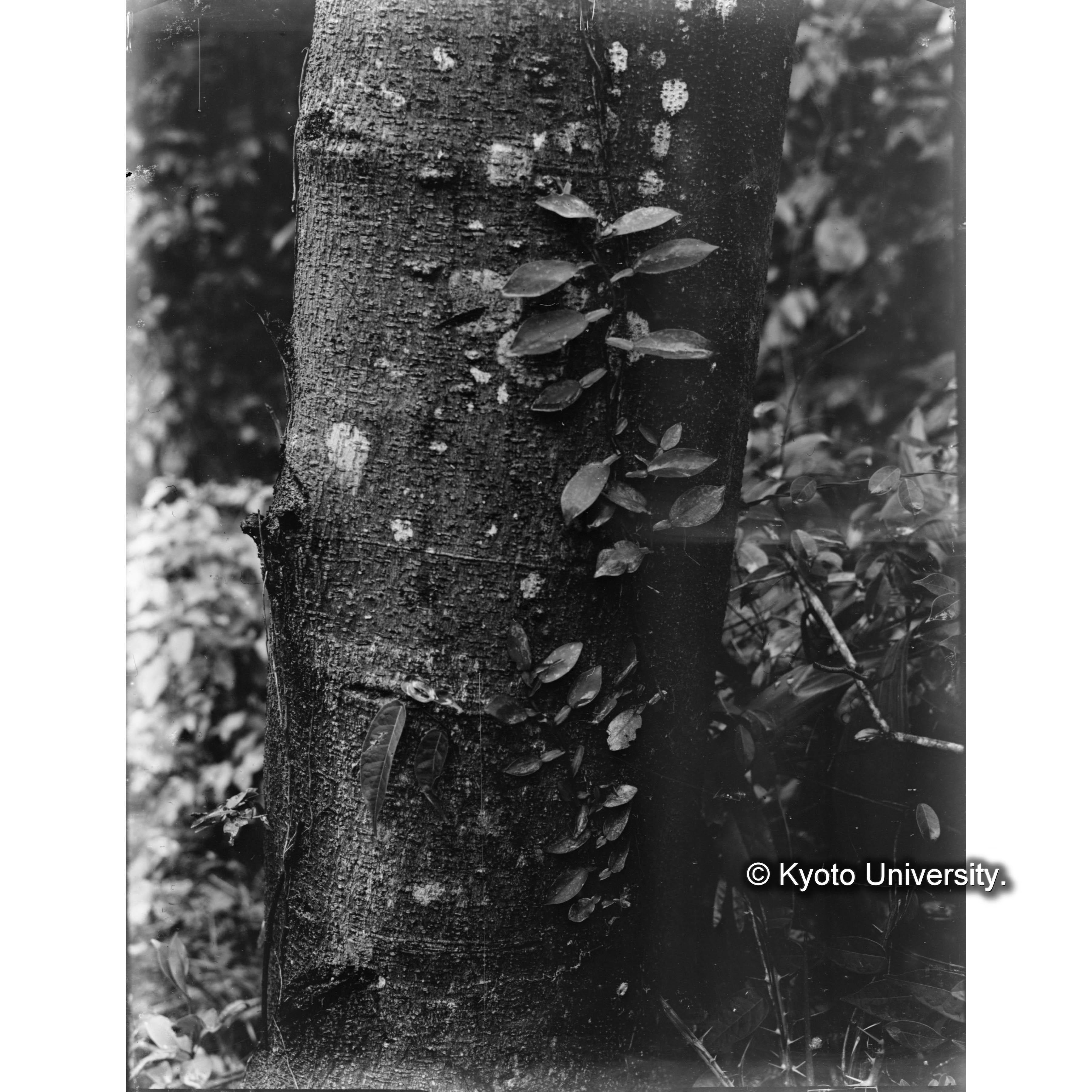 扇平　ユズノハカヅラ、ウラジロエノキ (1)