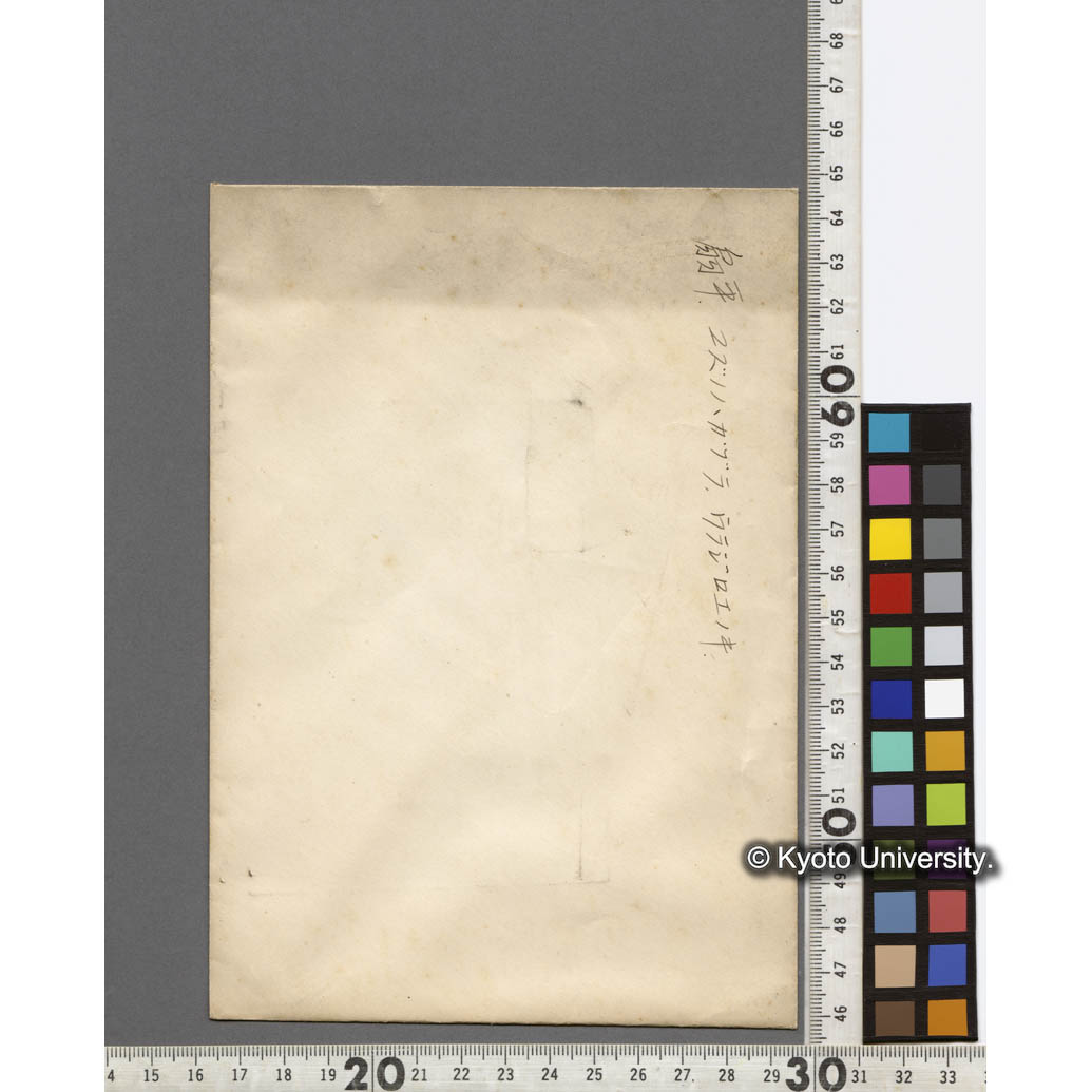 扇平　ユズノハカヅラ、ウラジロエノキ (2)