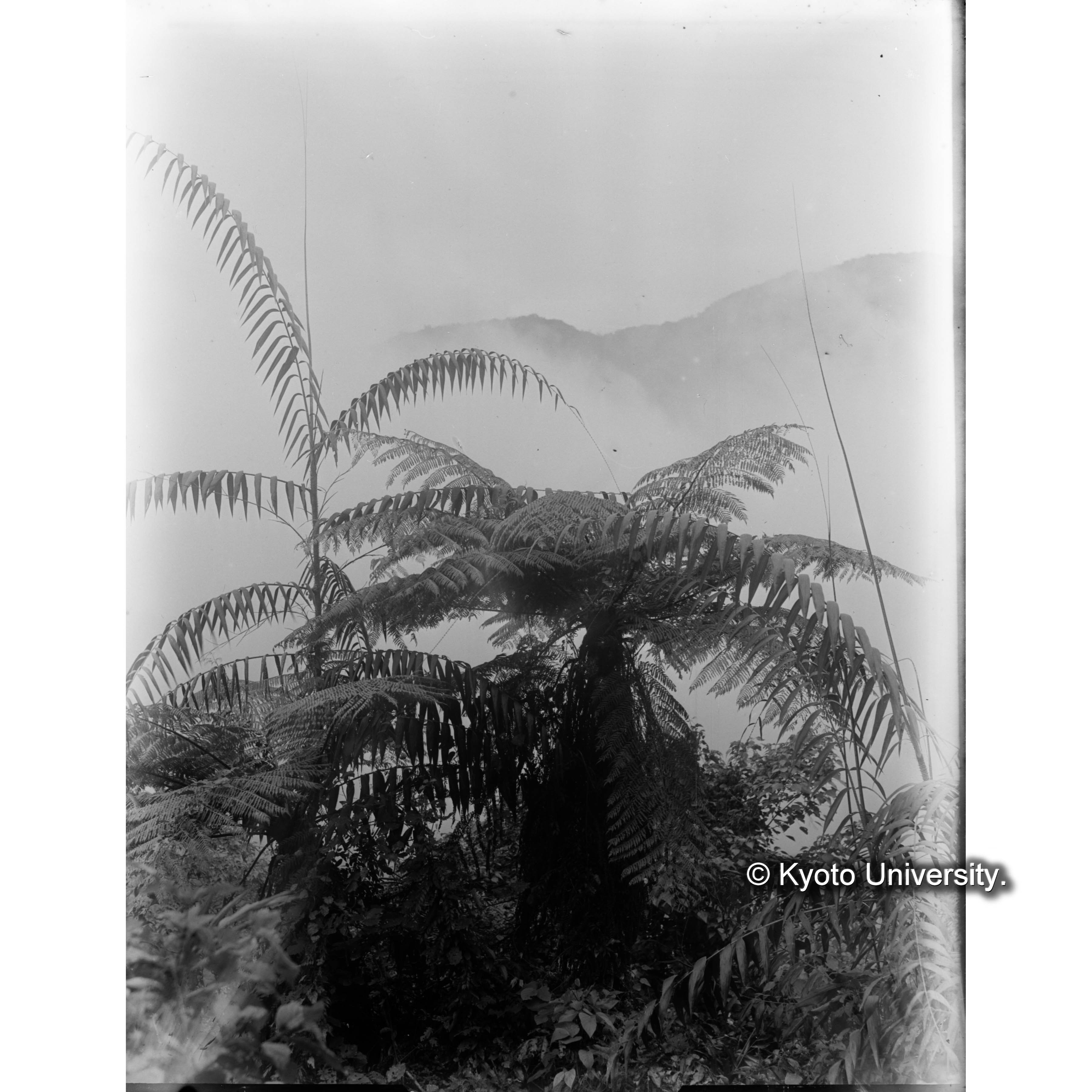 扇平におけるトウ、ヘゴ (1)