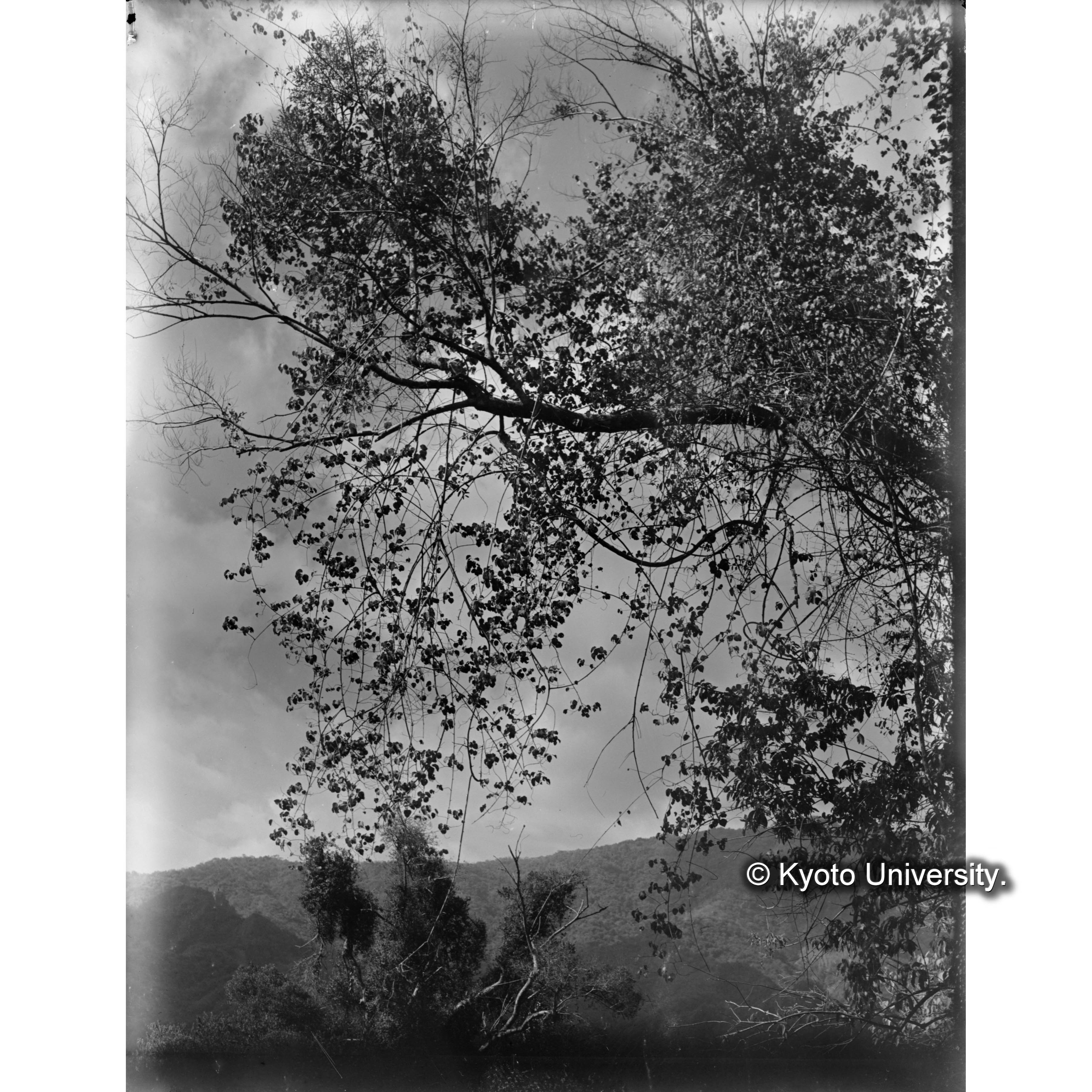 三合におけるツルアカメガシワ (1)