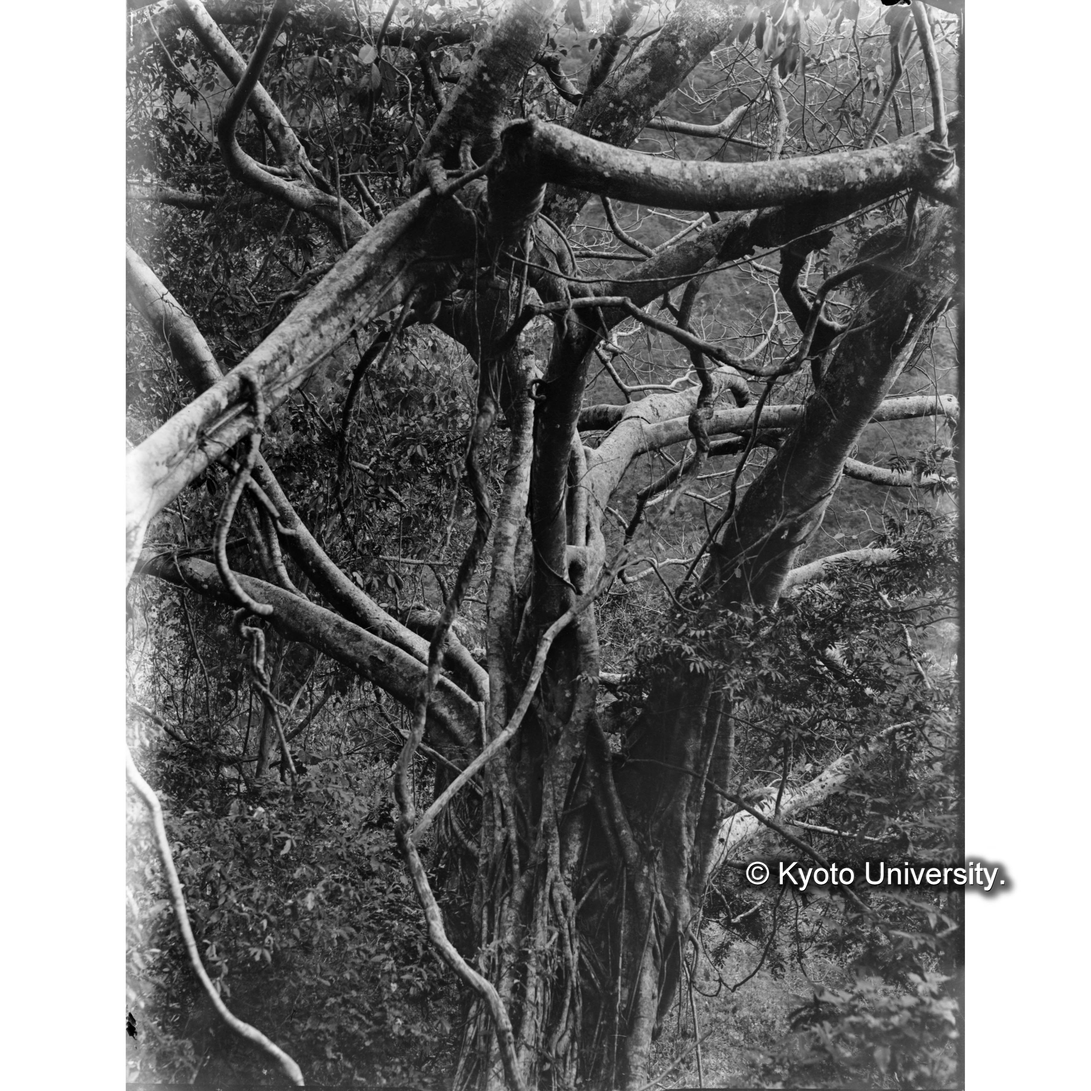 三合　アコウの樹幹 (1)