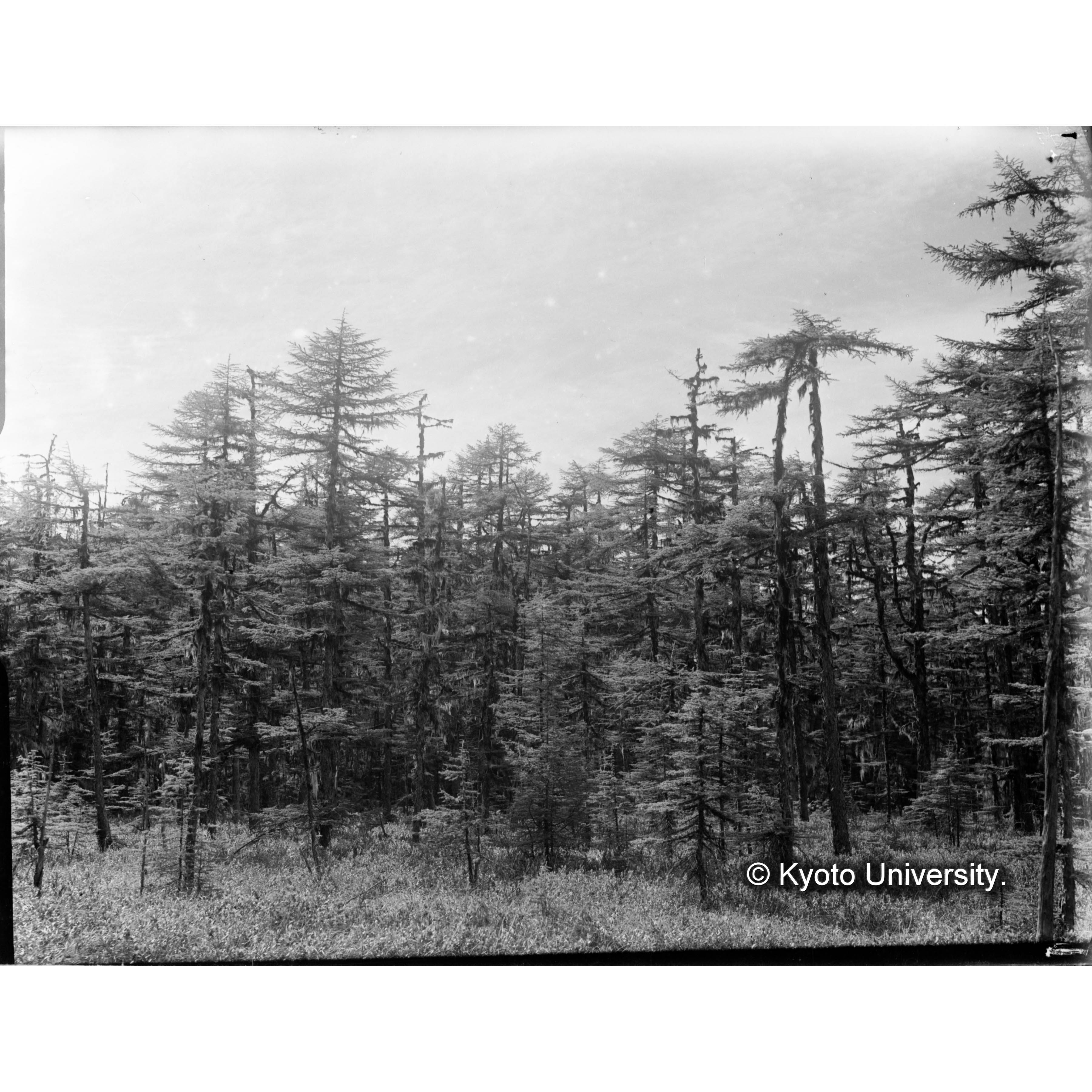 熊ノ沢におけるグイマツ純林 (1)