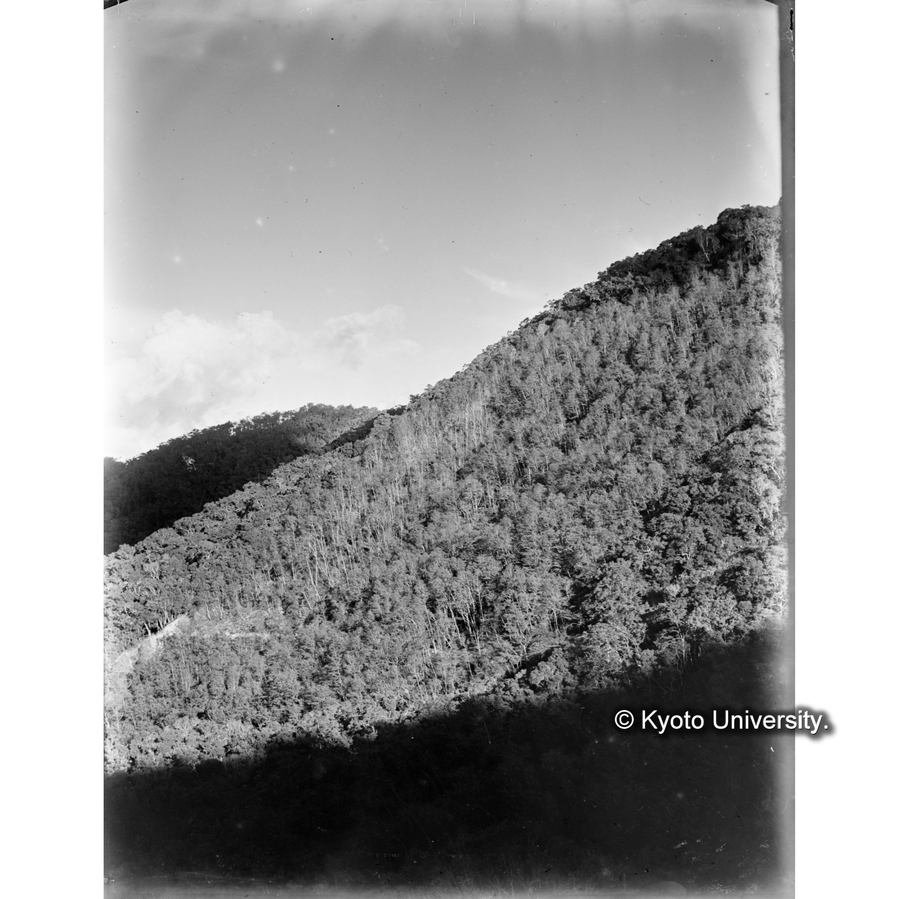 渓南山付近のハンノキ純林 (1)