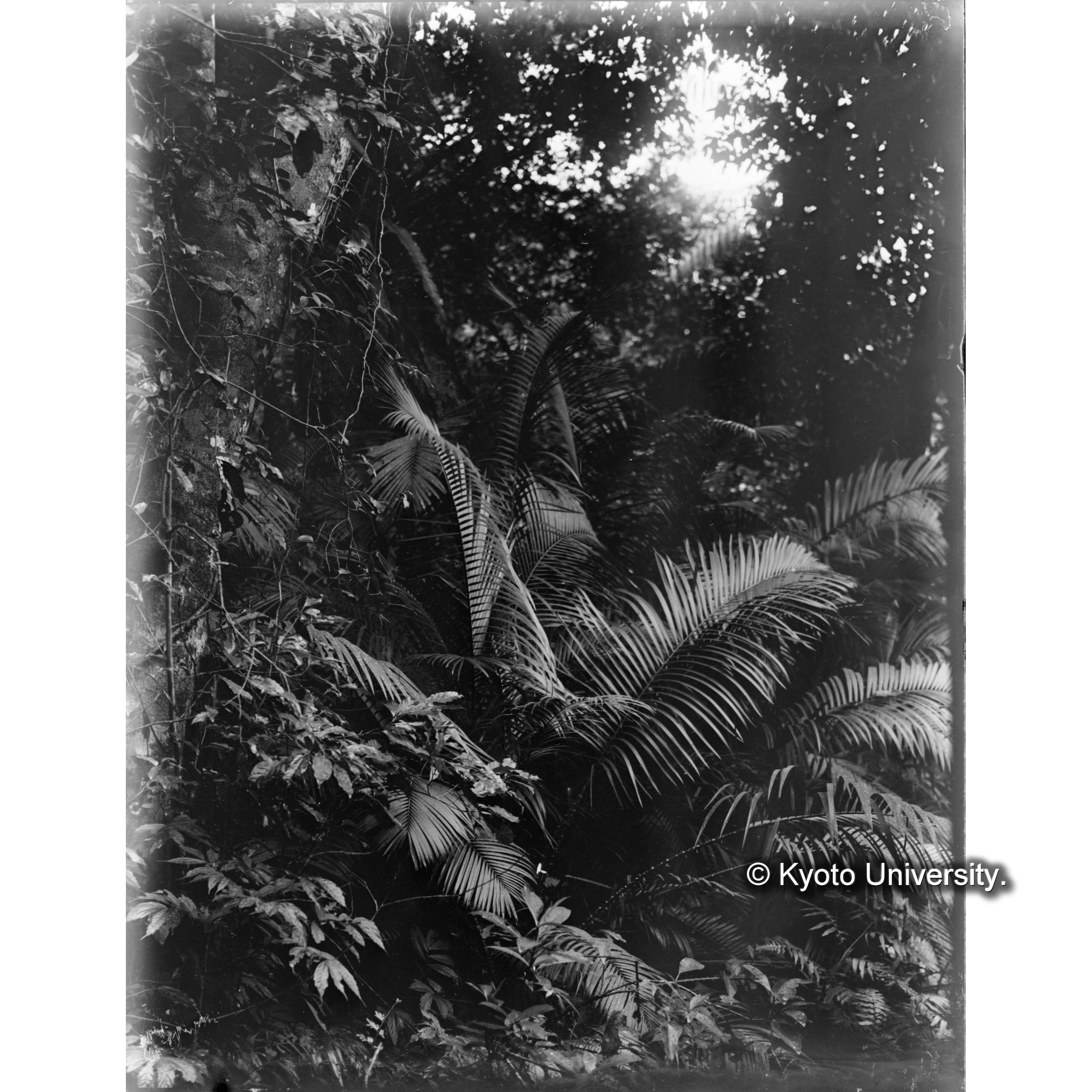 扇平　熱帯森林景観 (1)