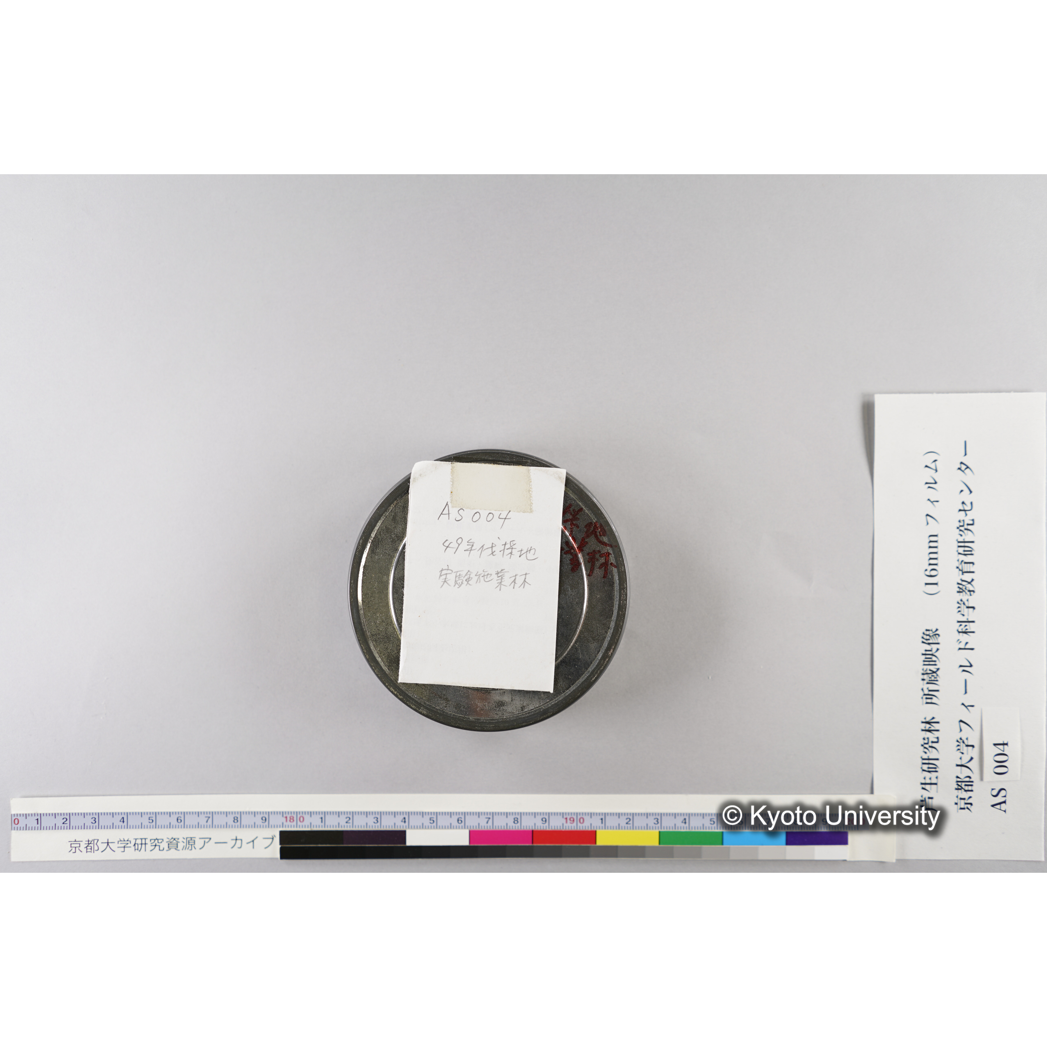 実験施業林49 年伐採跡 (3)