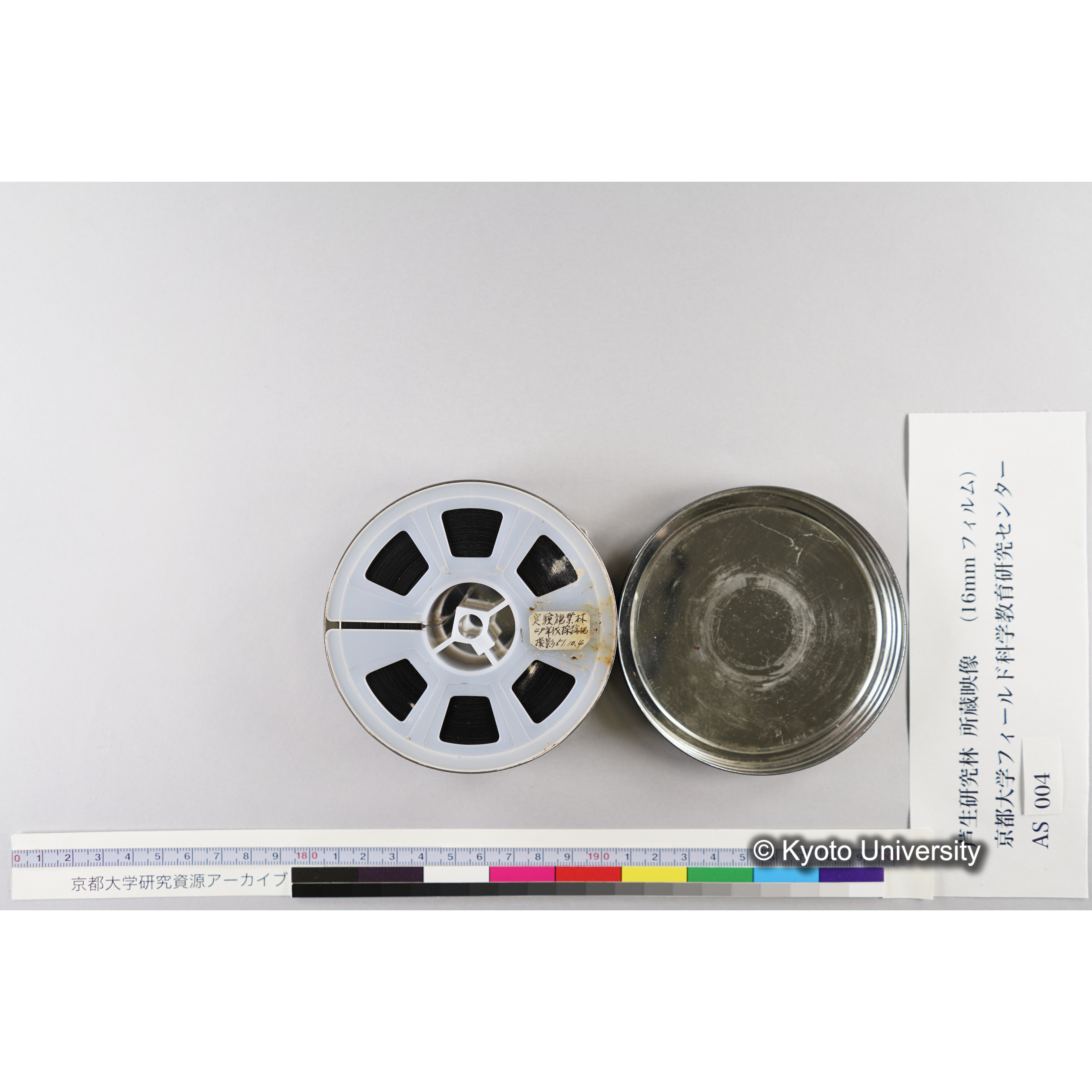 実験施業林49 年伐採跡 (5)