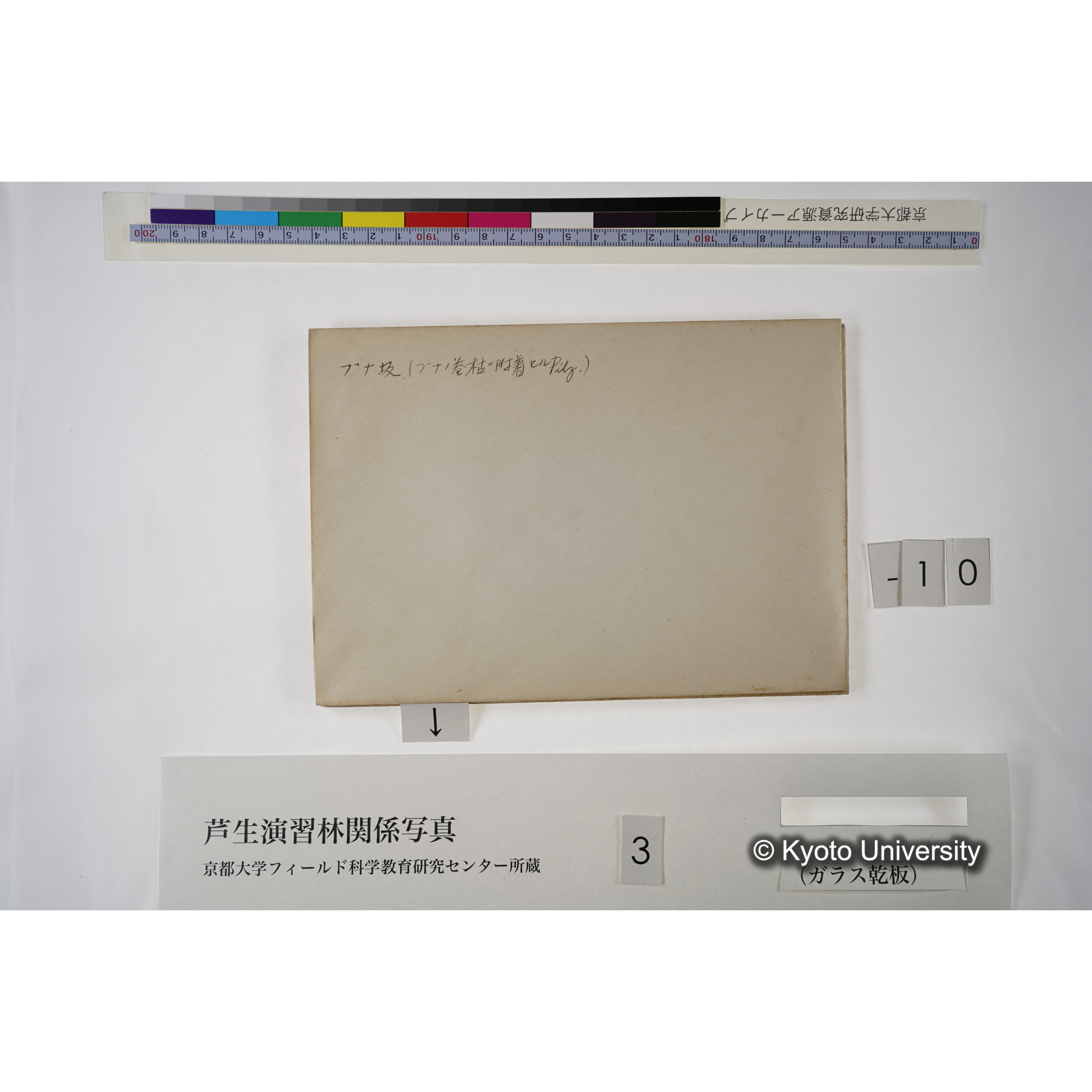 [一括(紐括り)]芦生-柴田1 (15)