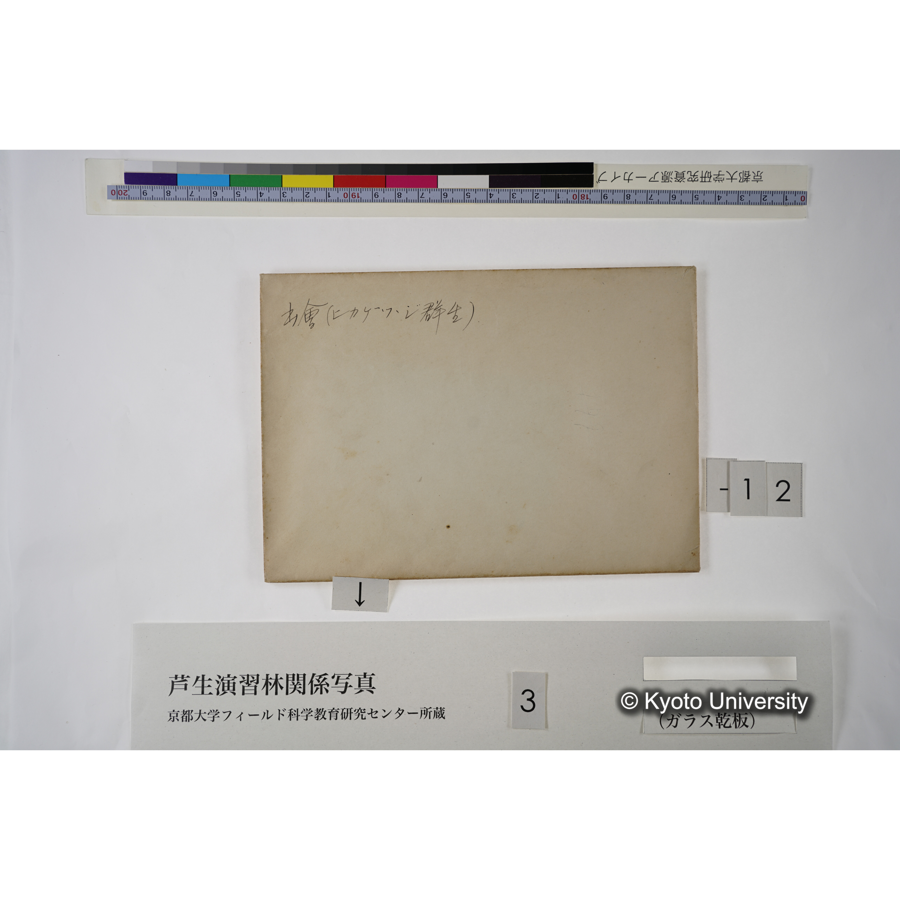 [一括(紐括り)]芦生-柴田1 (17)