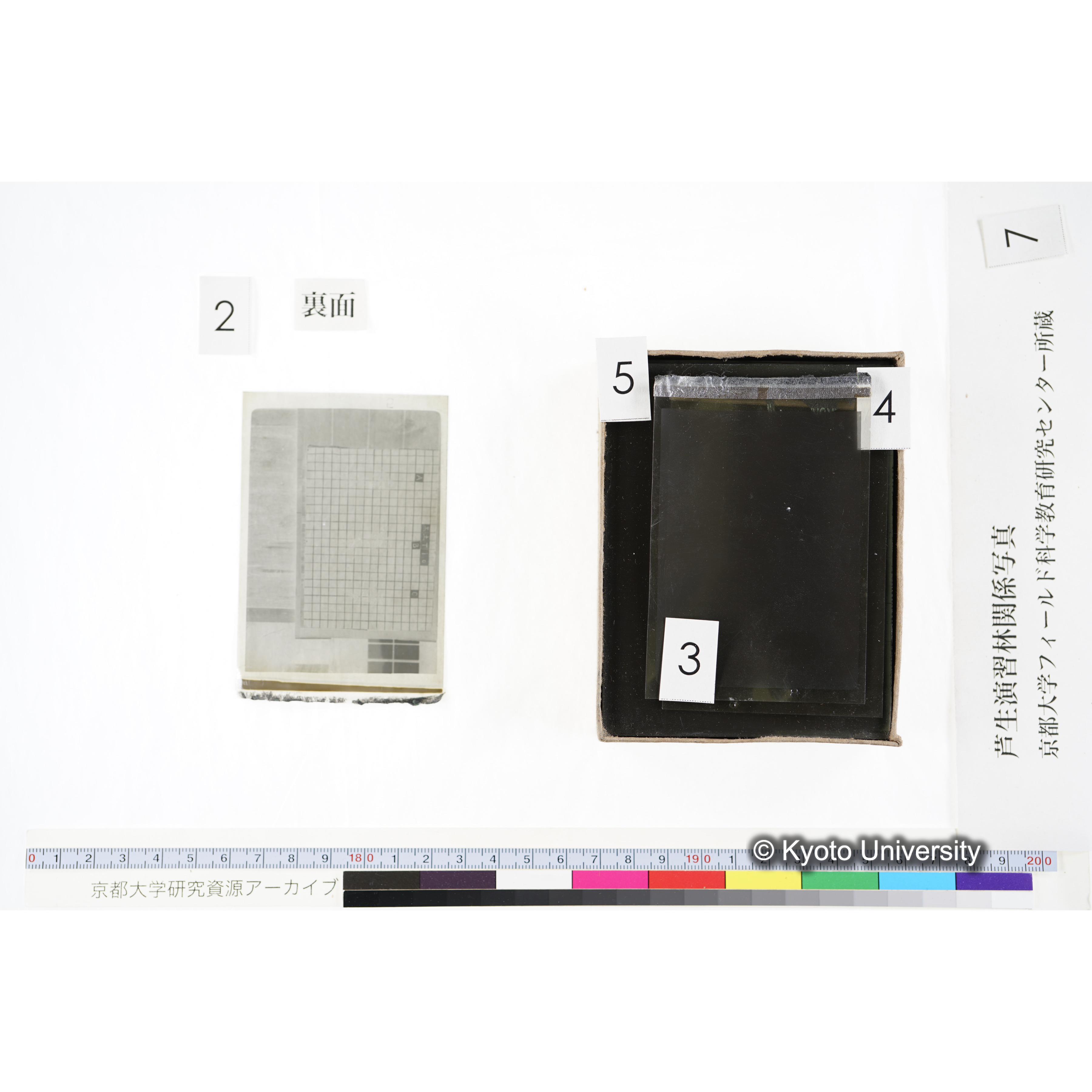 [箱]昭和廿六年度 須知苗圃施肥試験 一 (11)