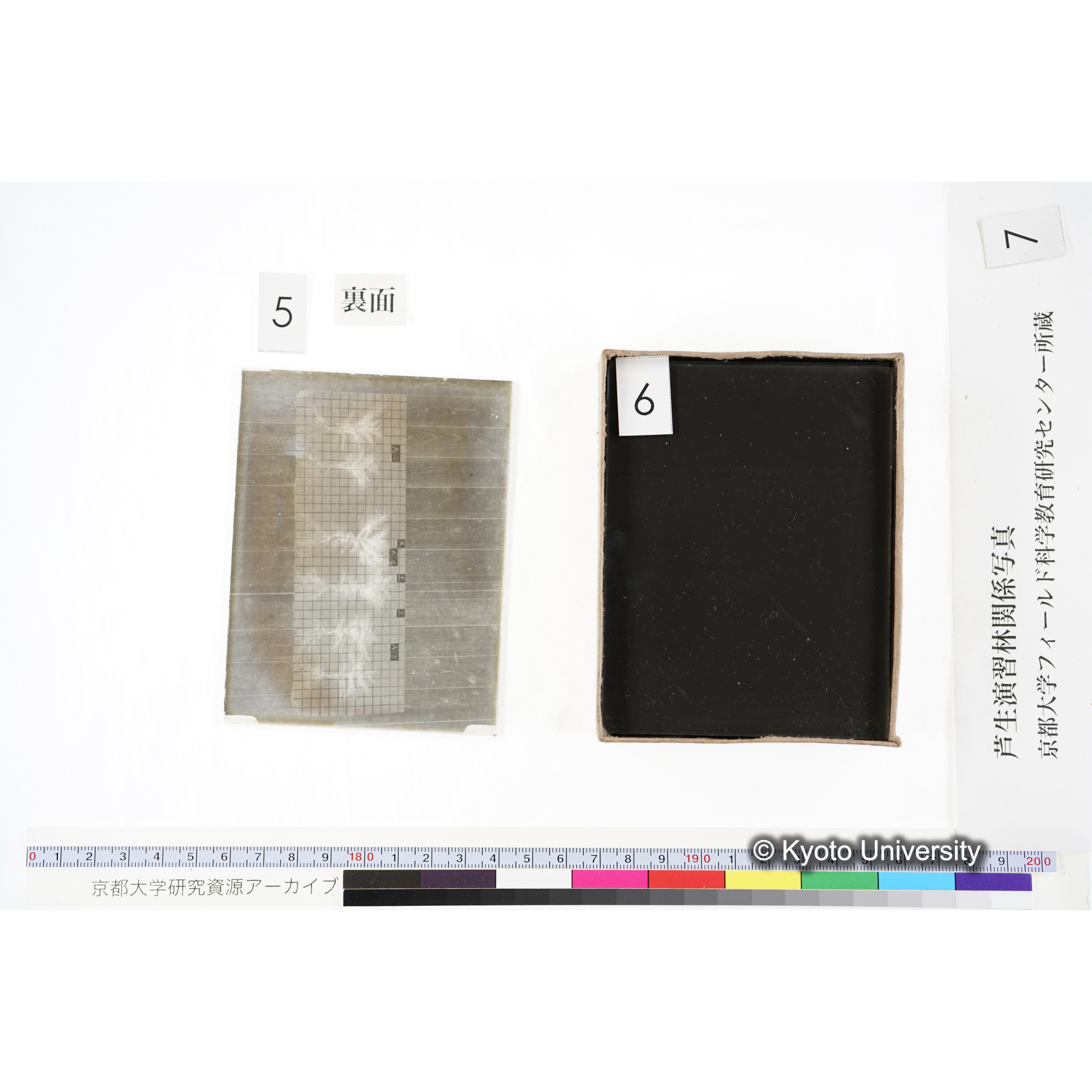 [箱]昭和廿六年度 須知苗圃施肥試験 一 (17)