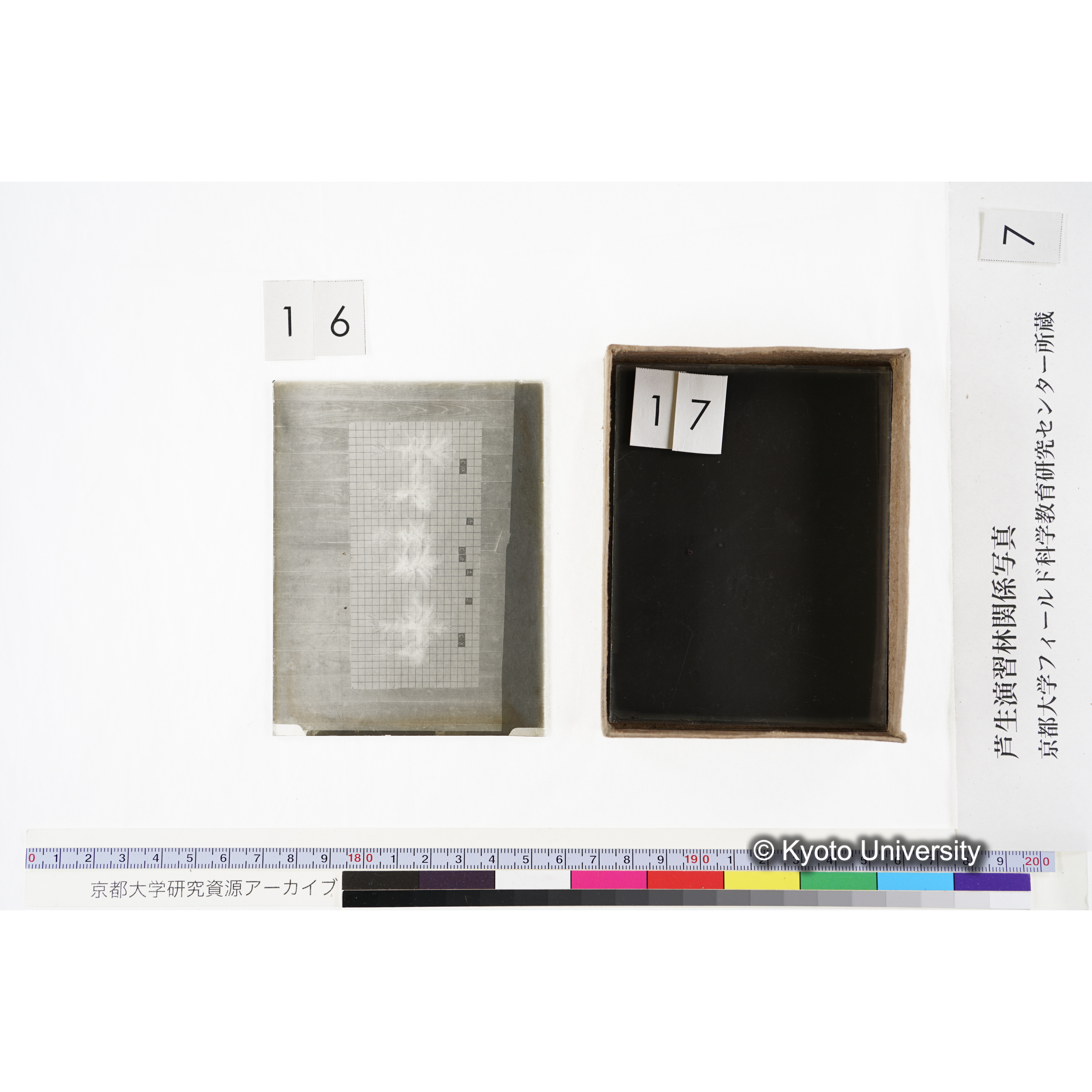 [箱]昭和廿六年度 須知苗圃施肥試験 一 (38)