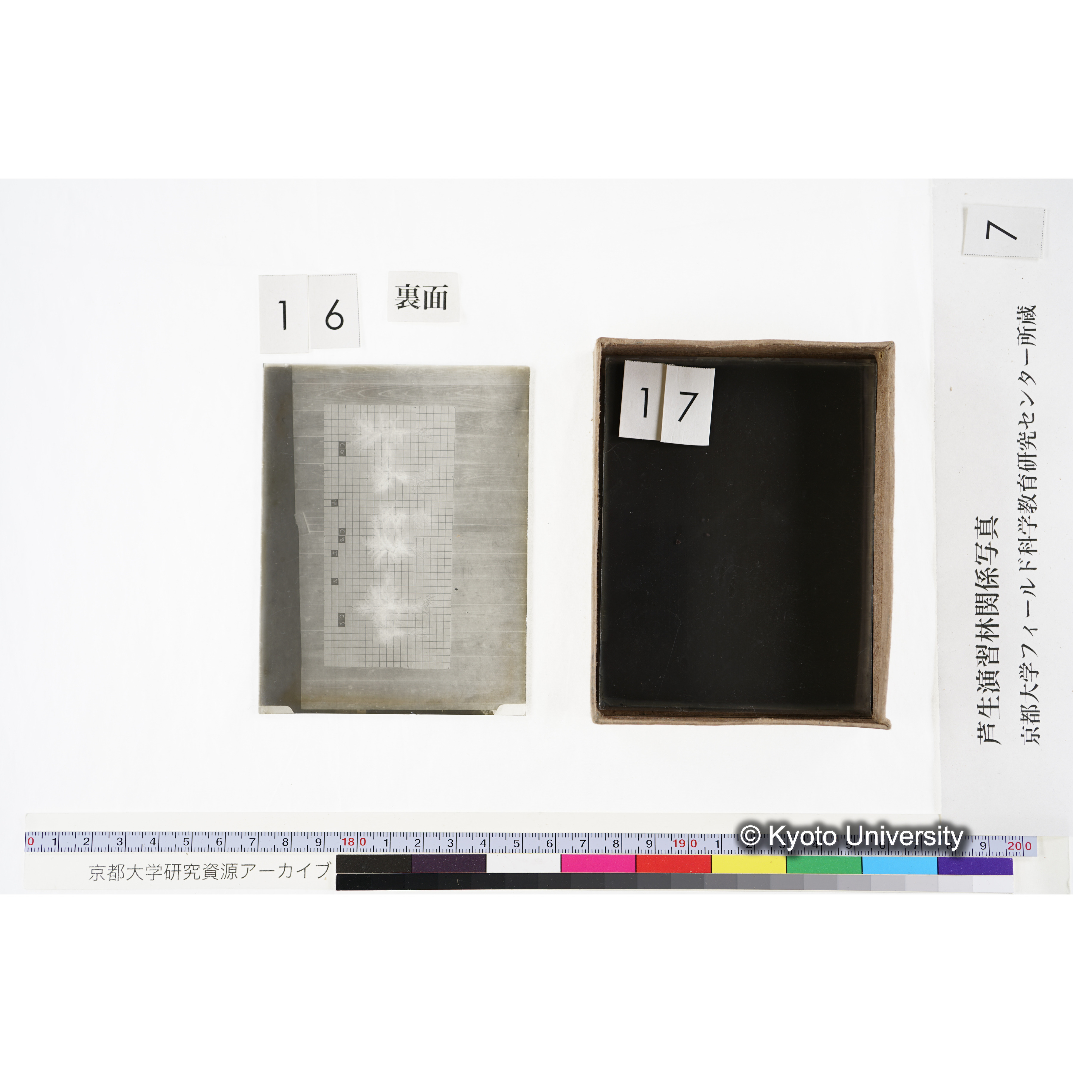 [箱]昭和廿六年度 須知苗圃施肥試験 一 (39)