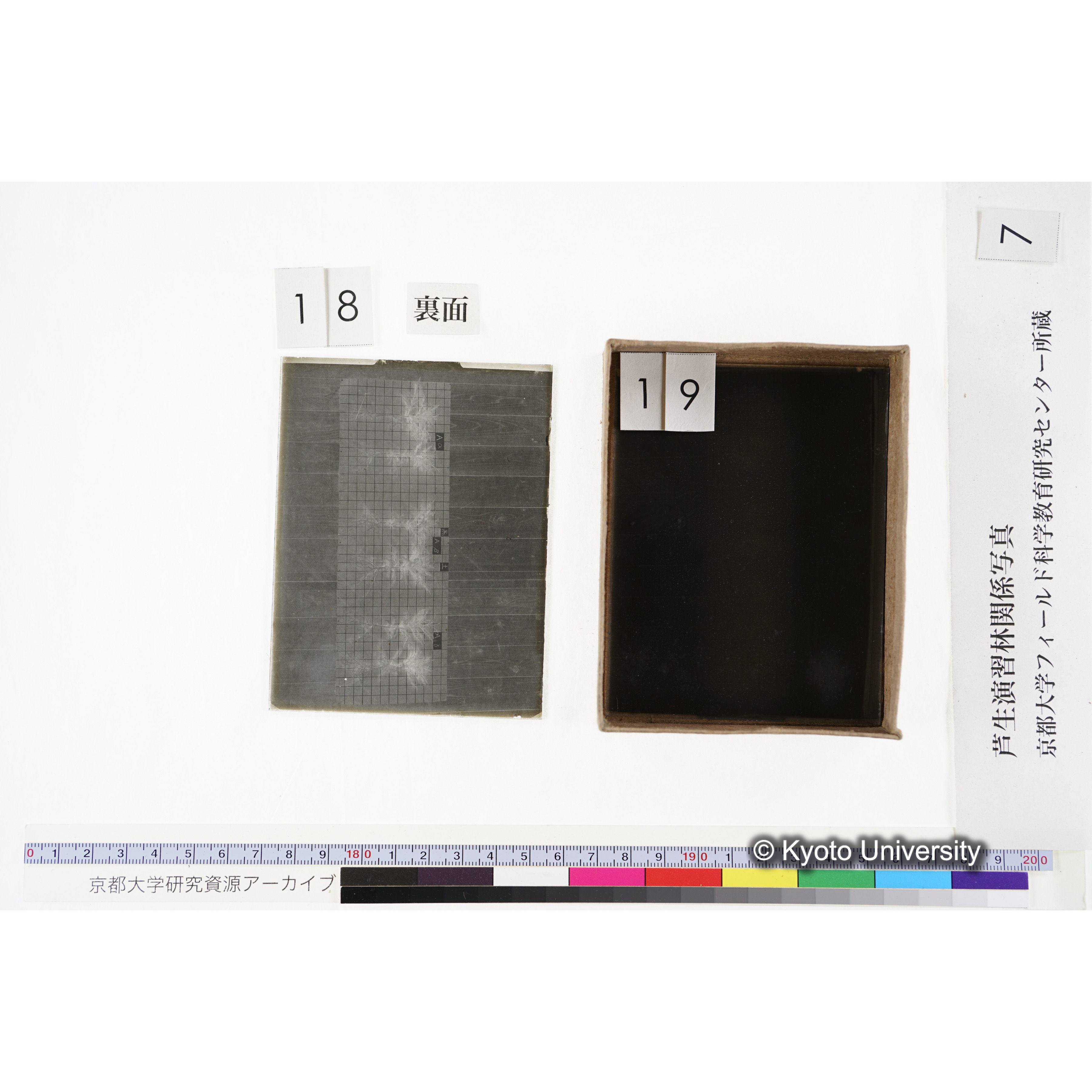 [箱]昭和廿六年度 須知苗圃施肥試験 一 (43)