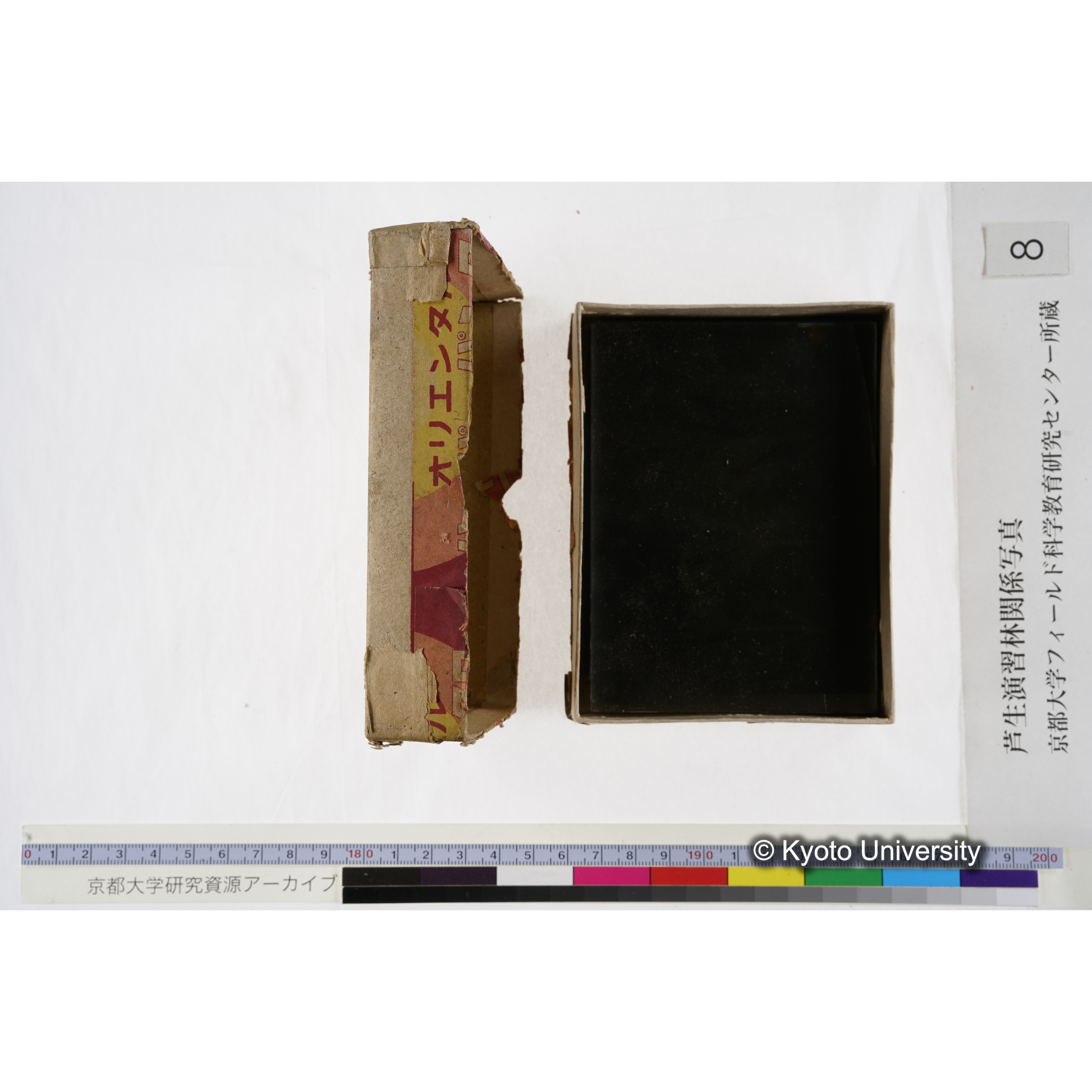 [箱]杉ノ品種（芦生） (1)