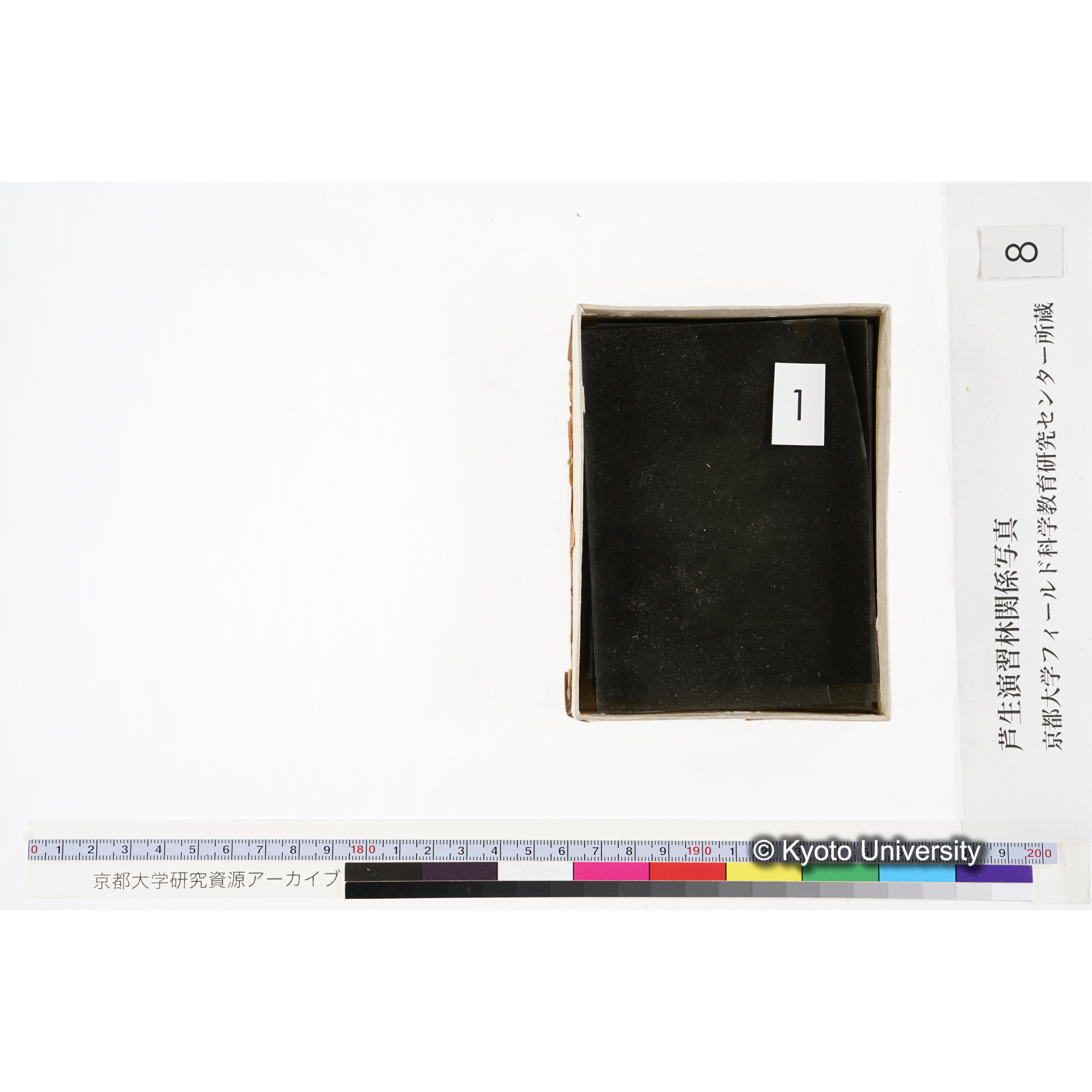 [箱]杉ノ品種（芦生） (2)