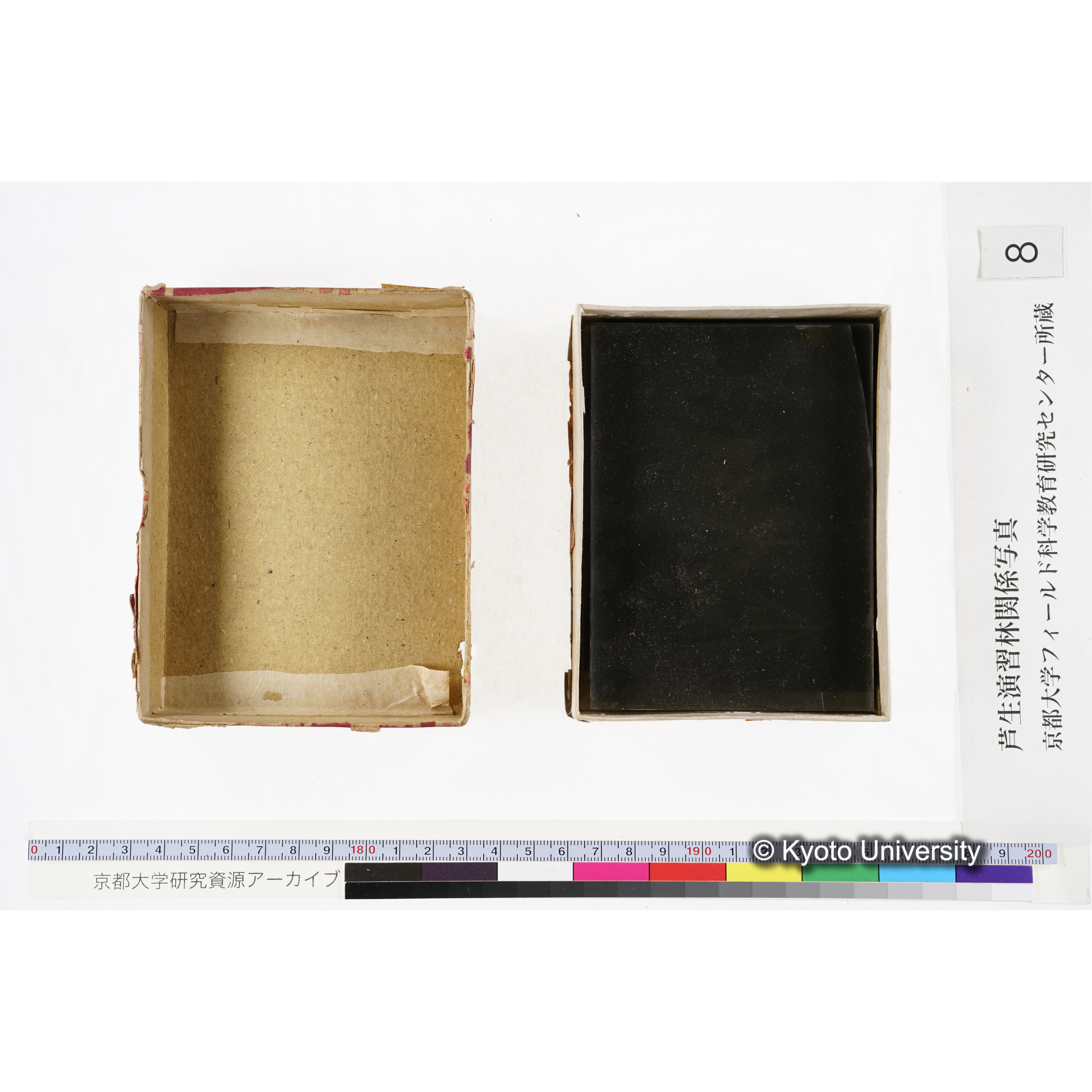 [箱]杉ノ品種（芦生） (3)