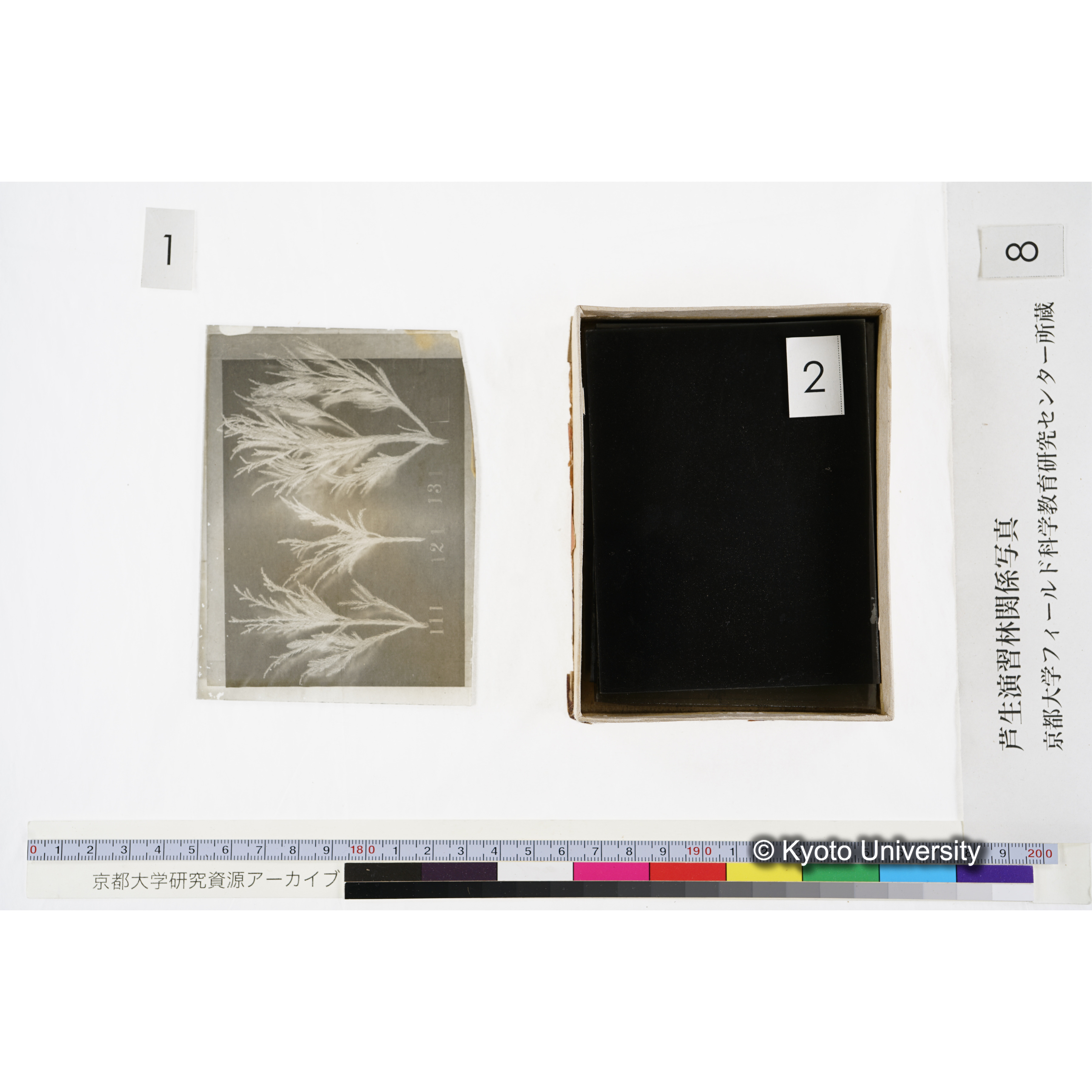 [箱]杉ノ品種（芦生） (4)