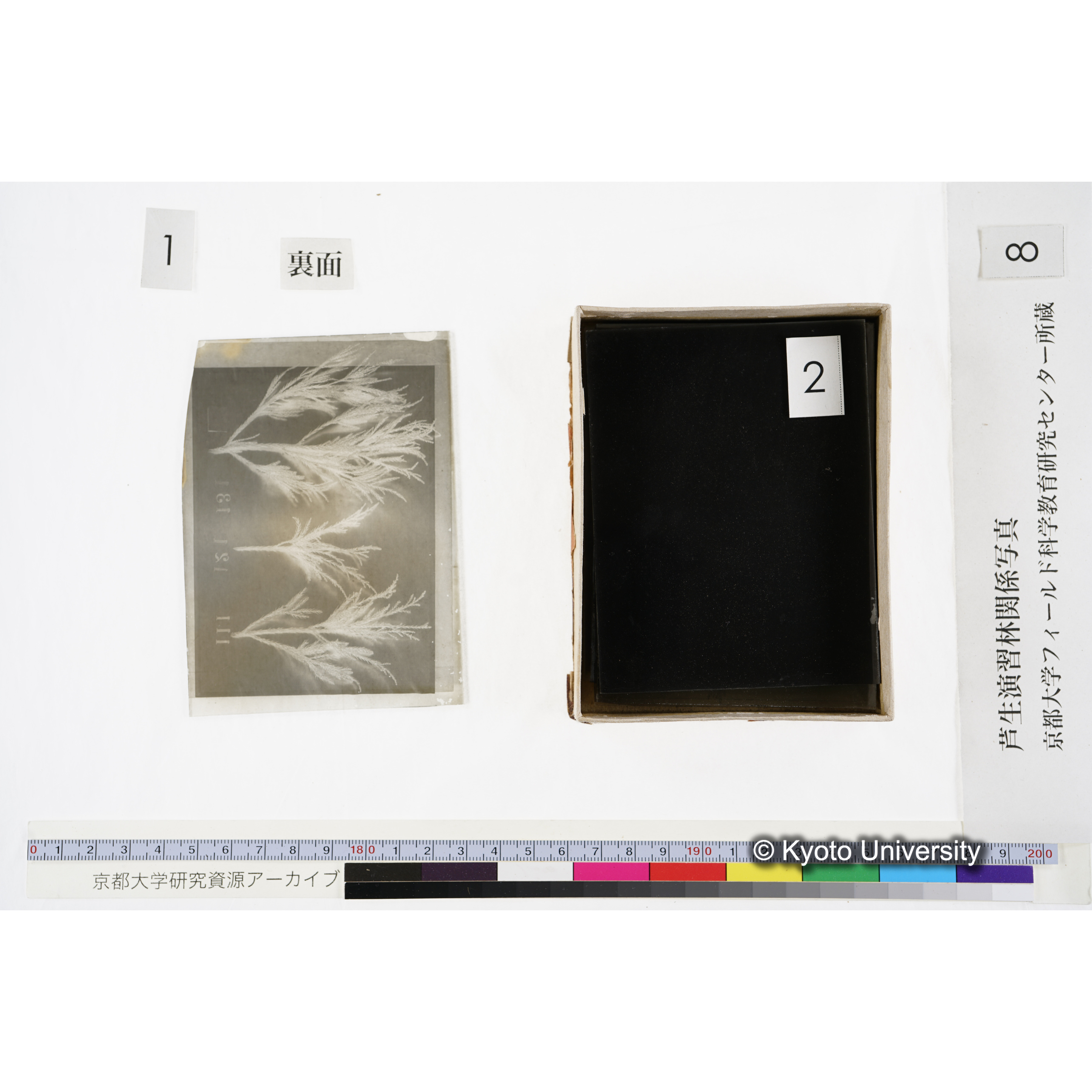 [箱]杉ノ品種（芦生） (5)