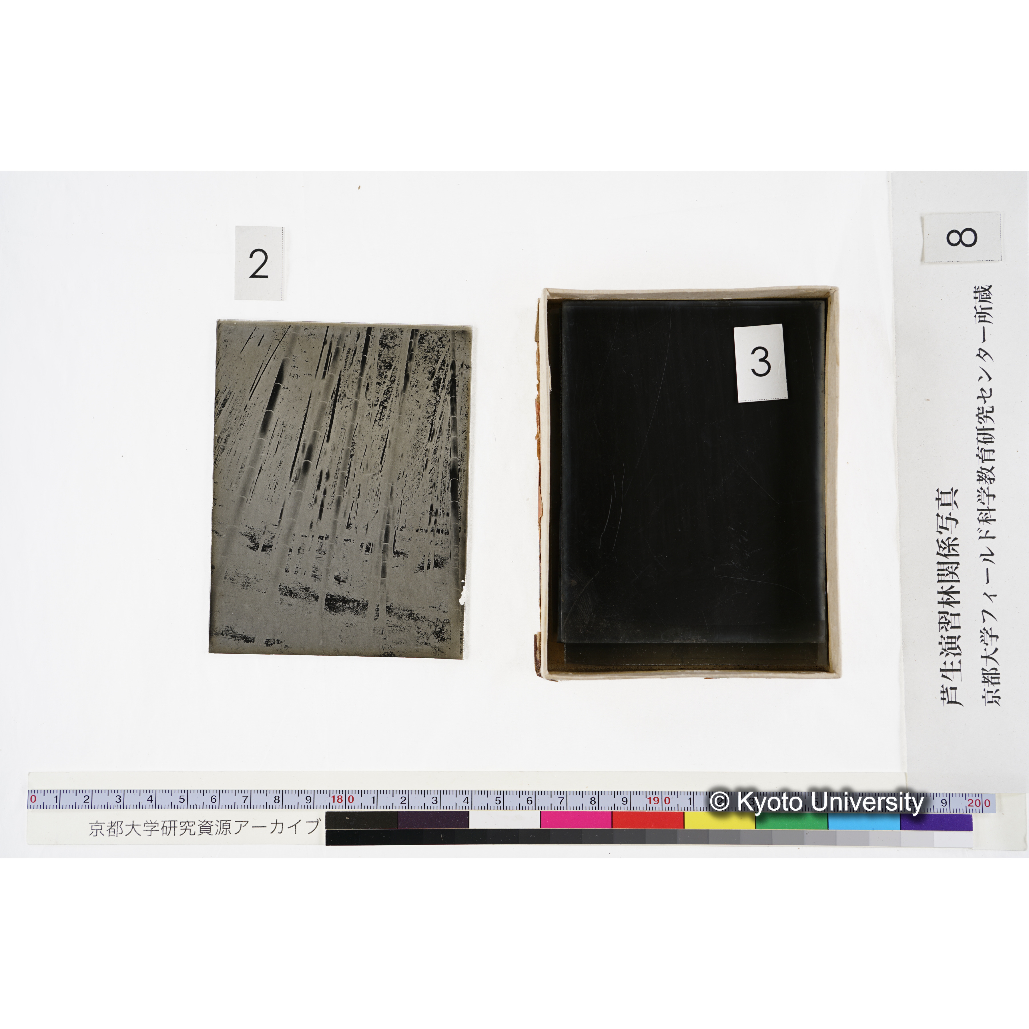 [箱]杉ノ品種（芦生） (6)