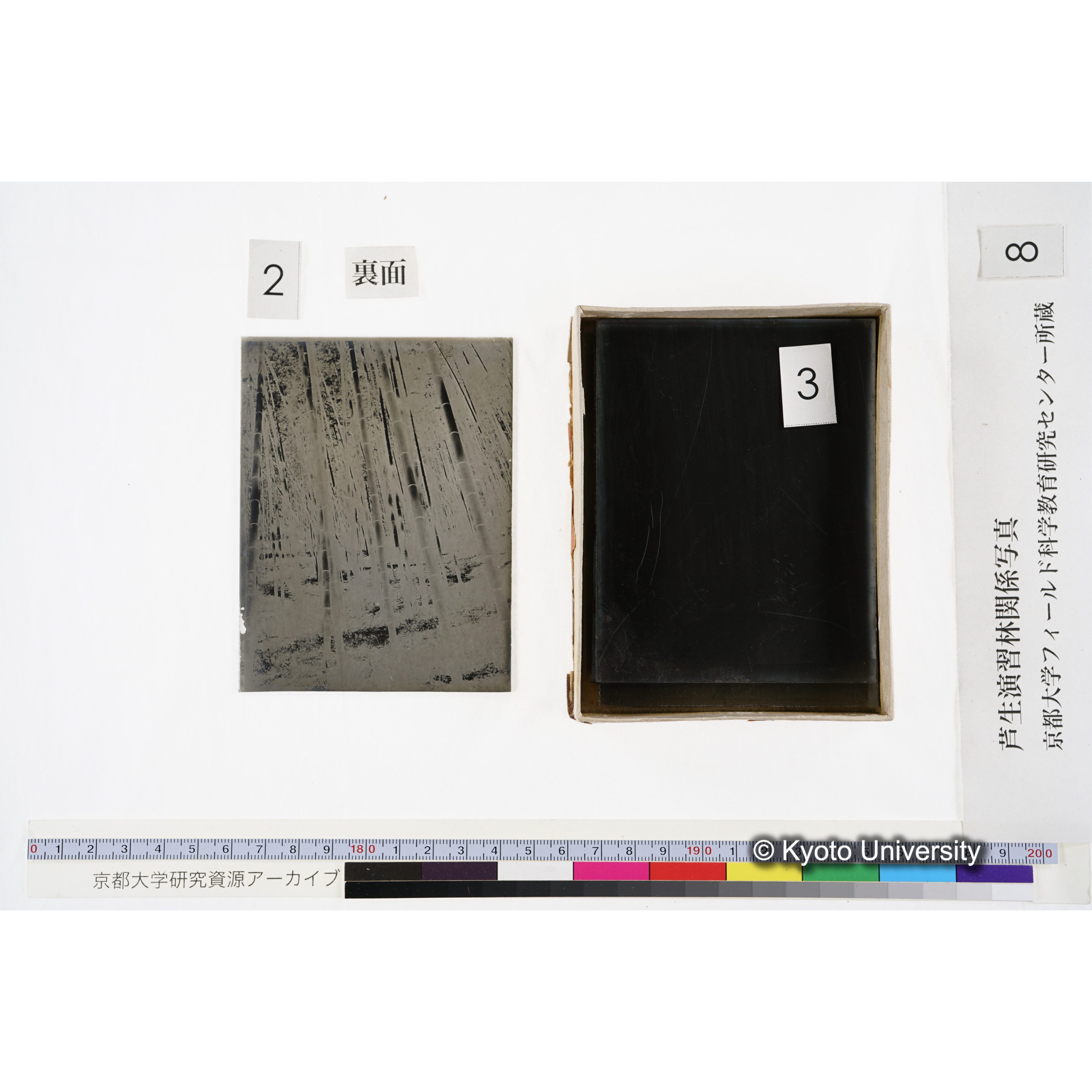 [箱]杉ノ品種（芦生） (7)