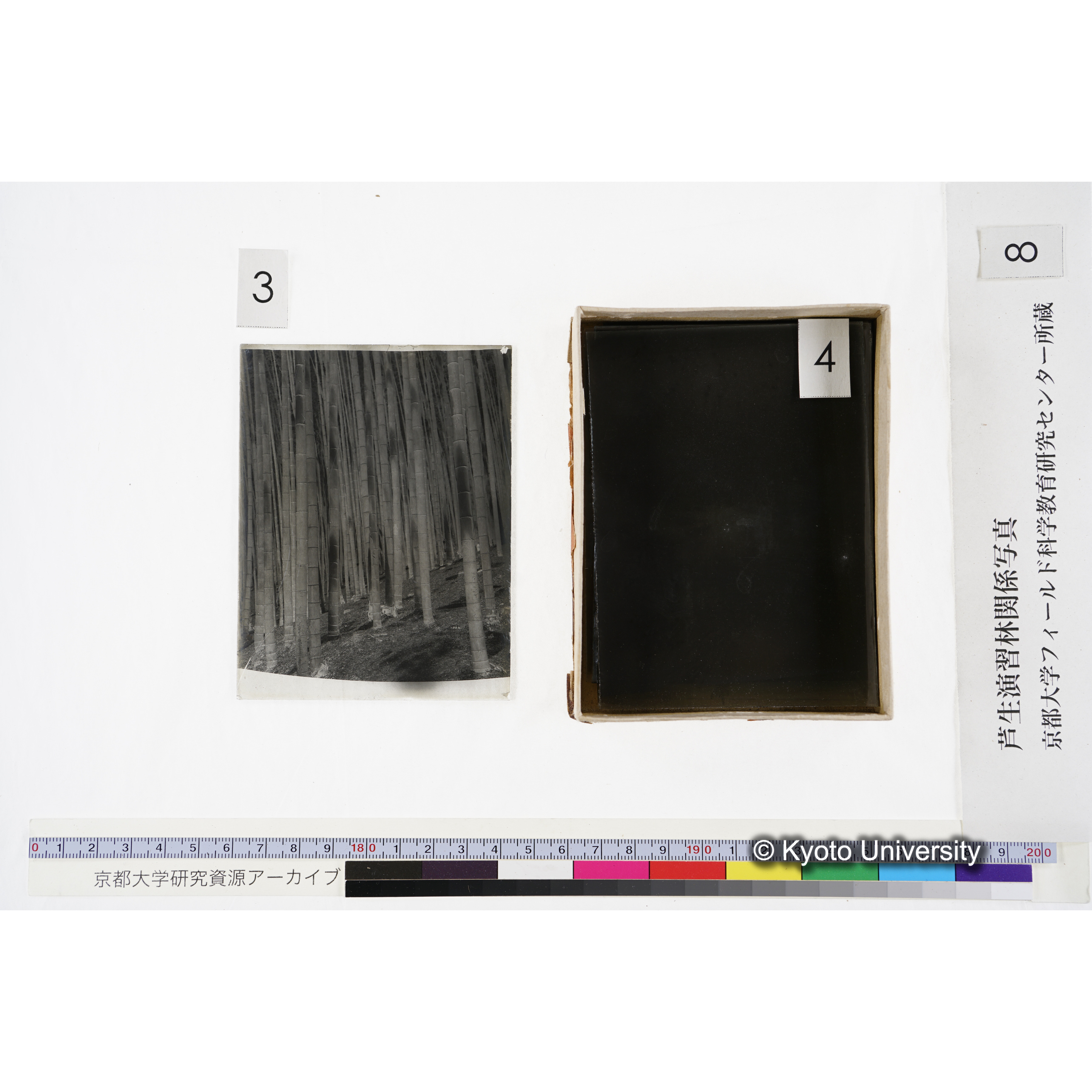 [箱]杉ノ品種（芦生） (8)