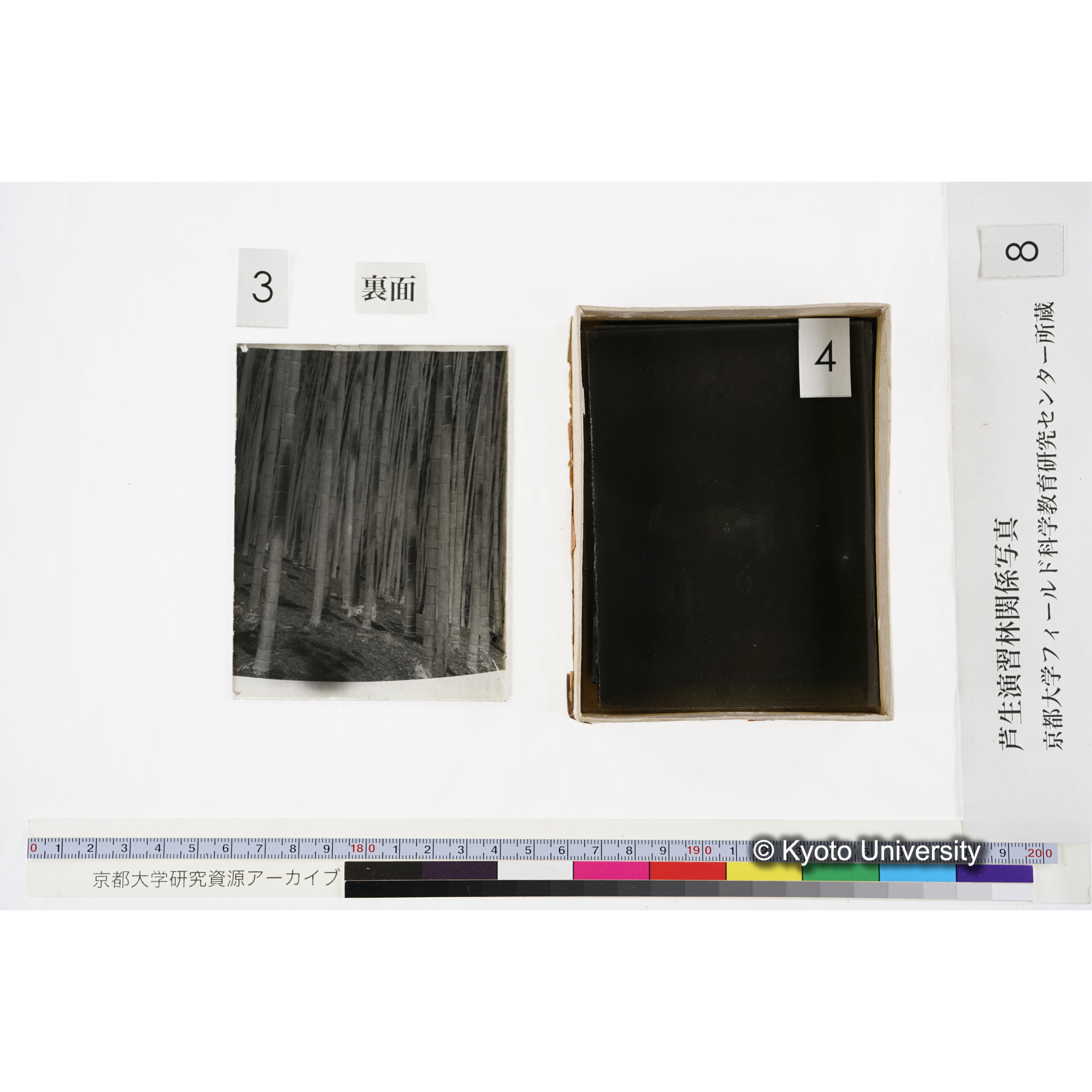 [箱]杉ノ品種（芦生） (9)