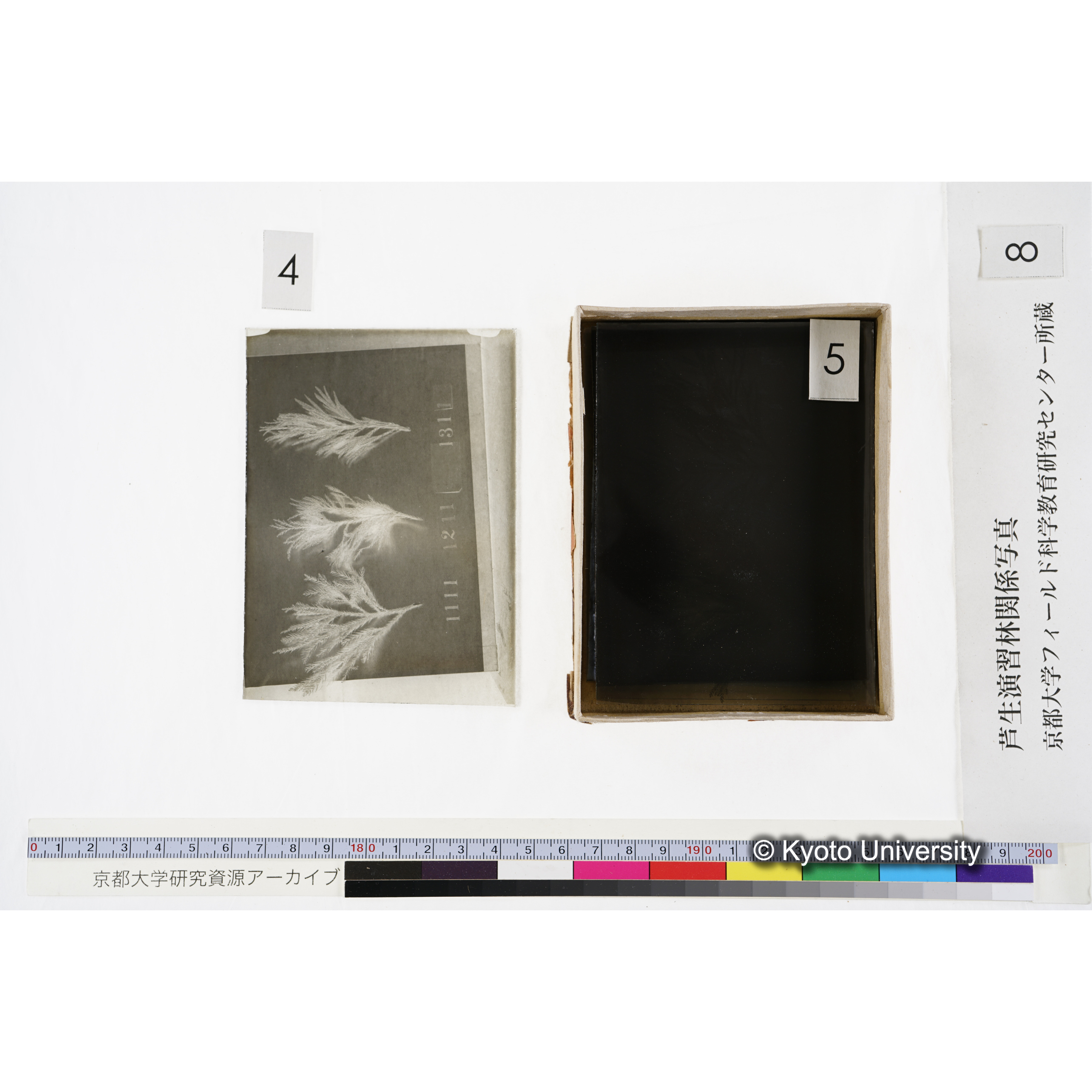 [箱]杉ノ品種（芦生） (10)