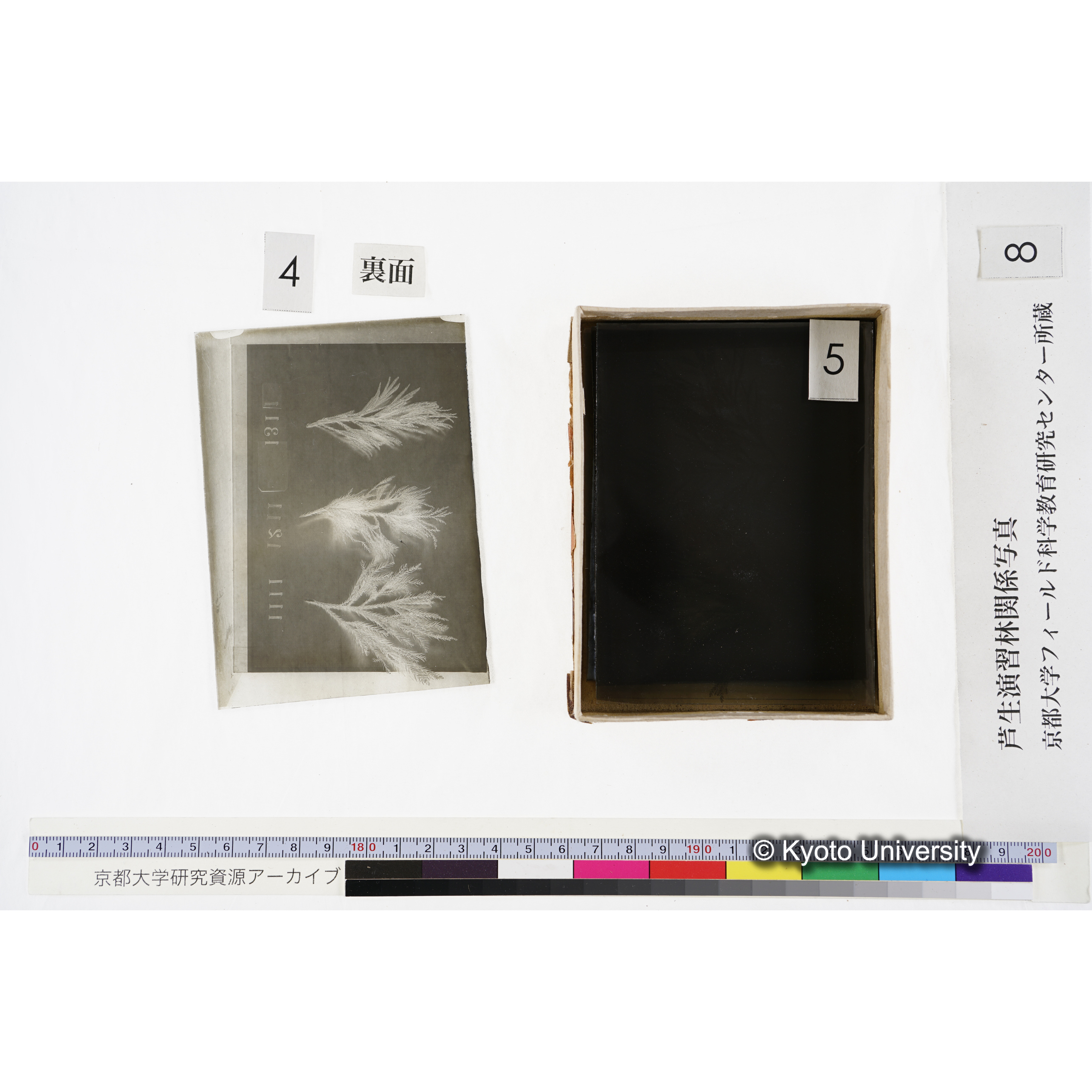 [箱]杉ノ品種（芦生） (11)