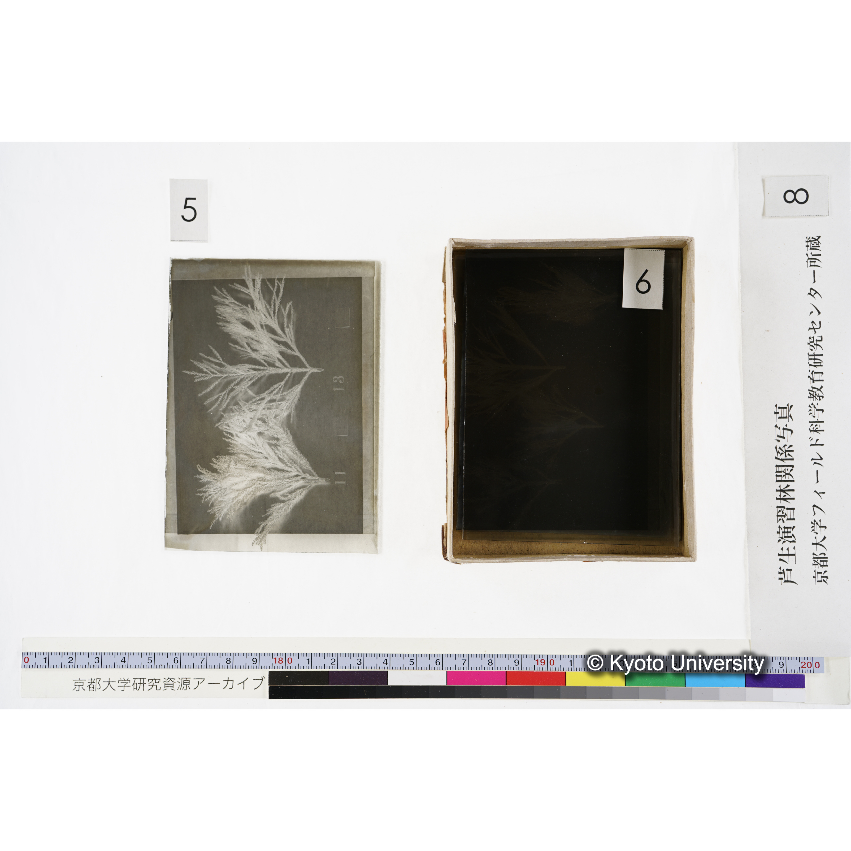 [箱]杉ノ品種（芦生） (12)