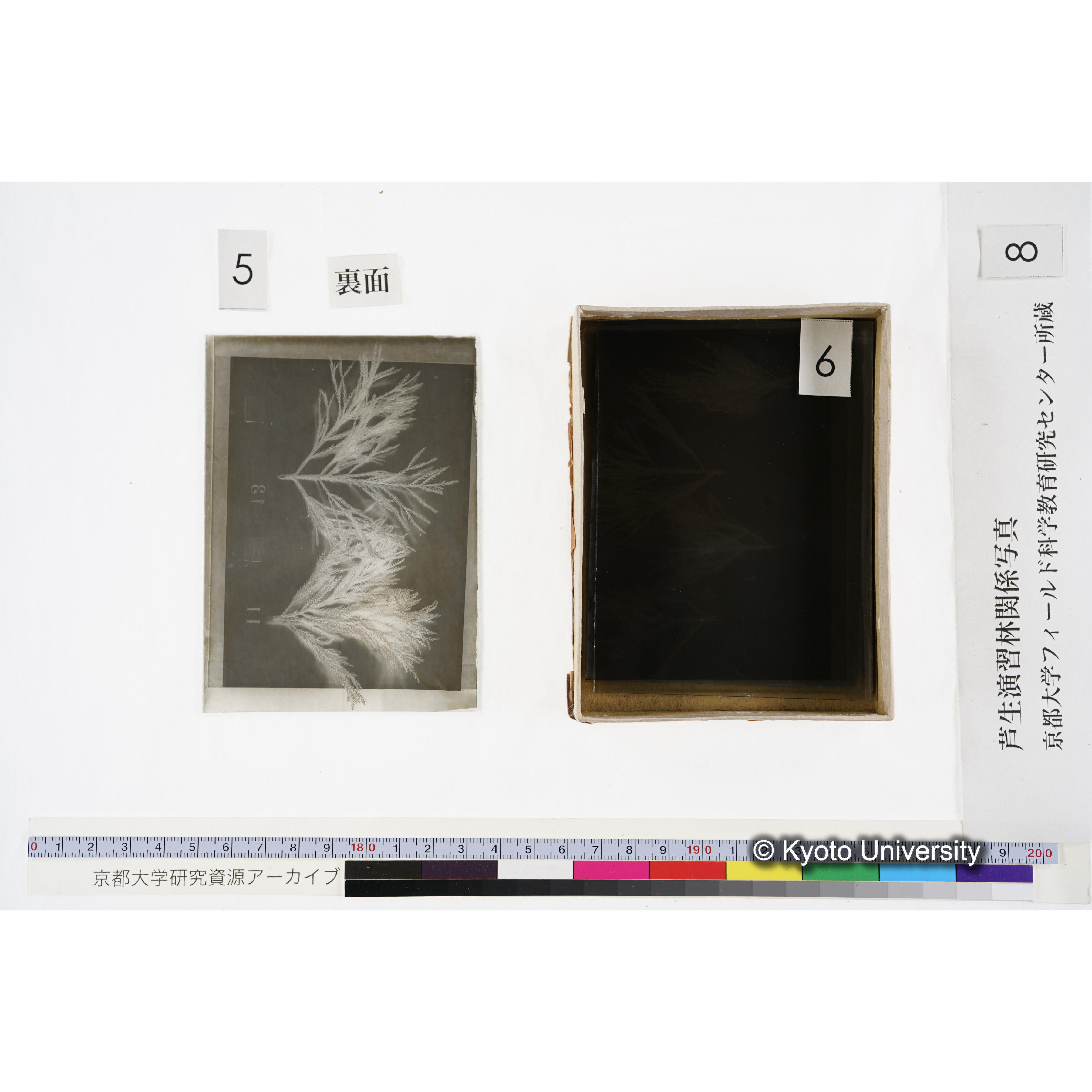 [箱]杉ノ品種（芦生） (13)