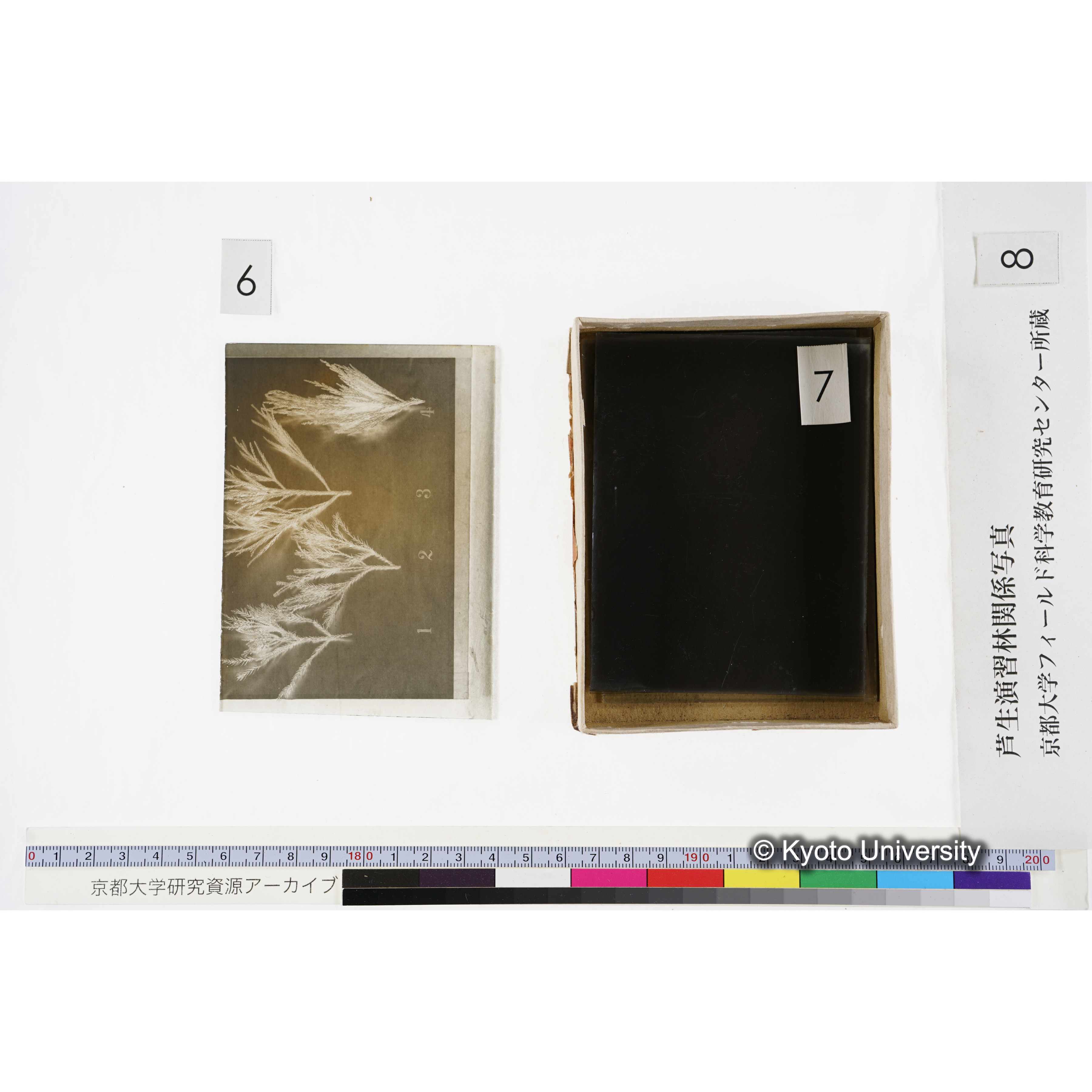 [箱]杉ノ品種（芦生） (14)